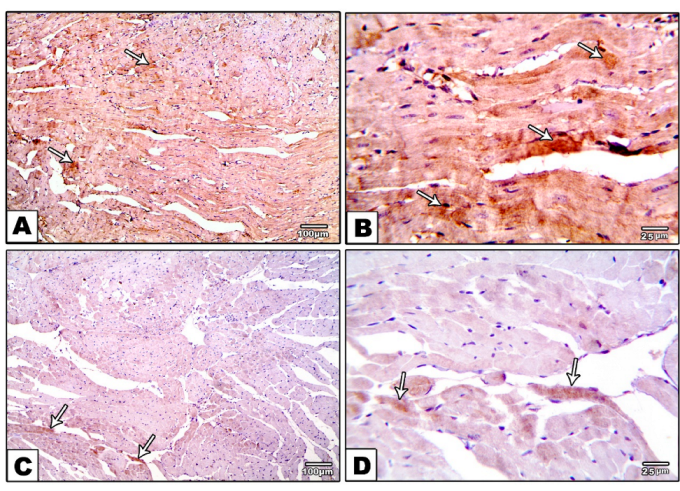 Metabolites 12 00635 g006a 550