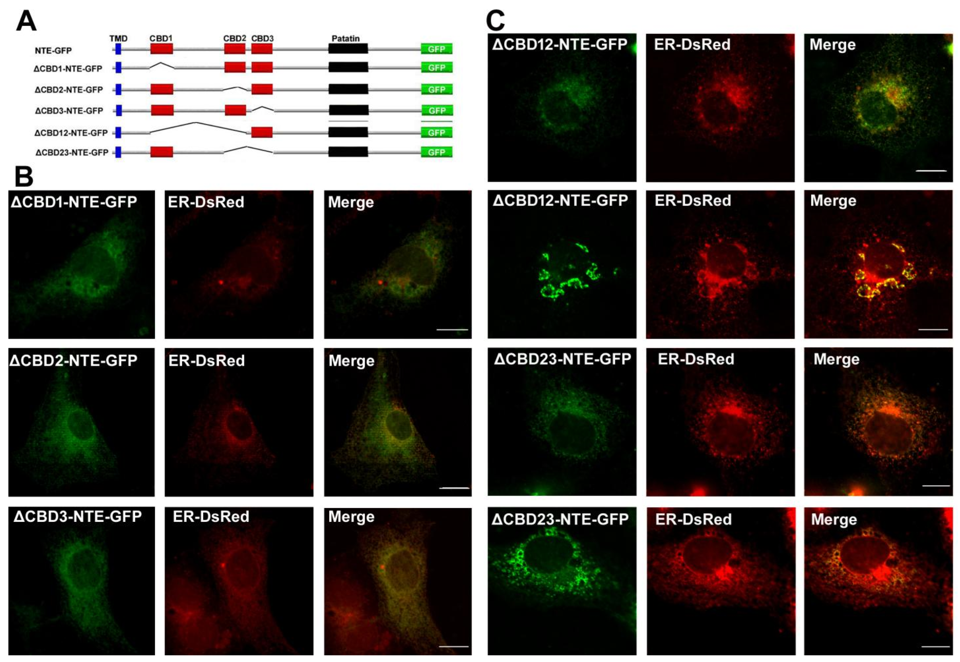 Metabolites 12 00637 g001