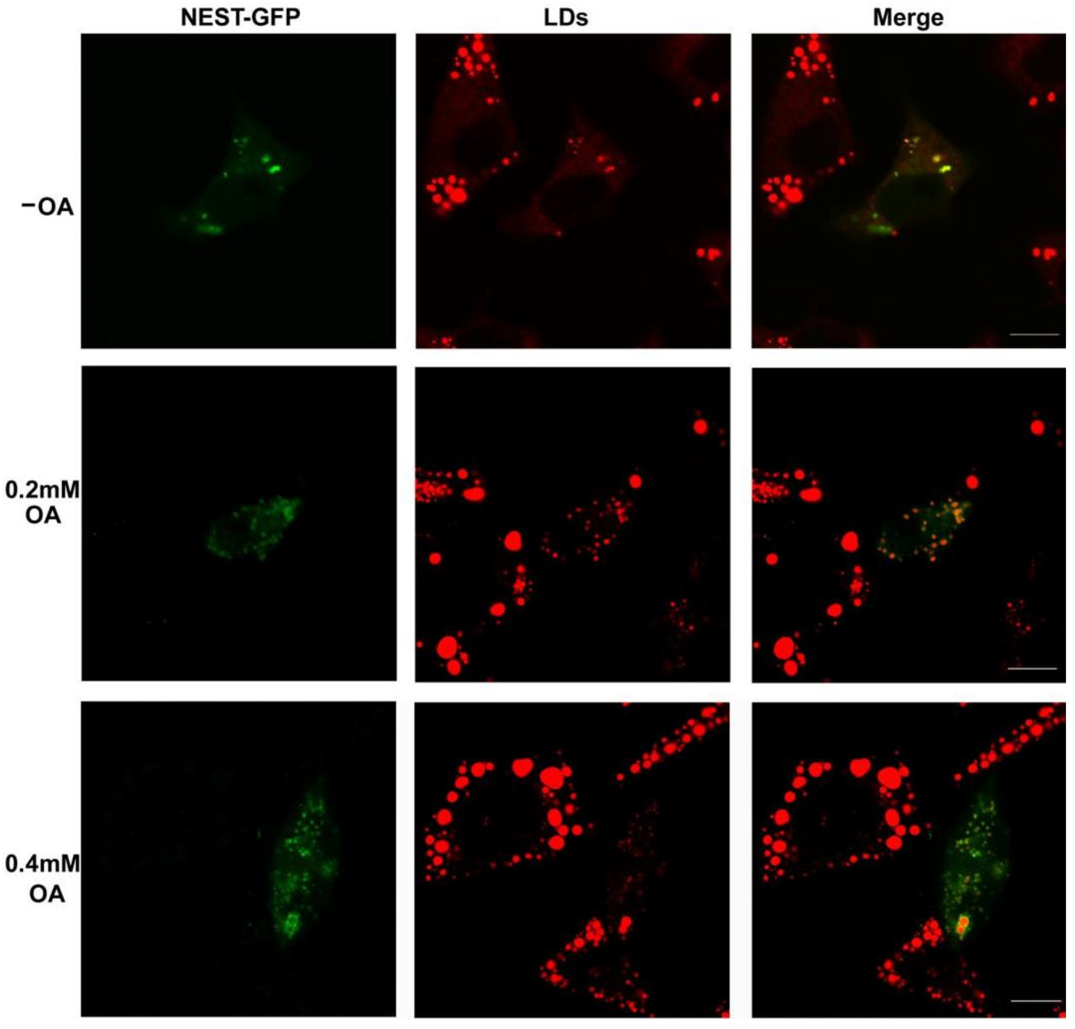 Metabolites 12 00637 g003