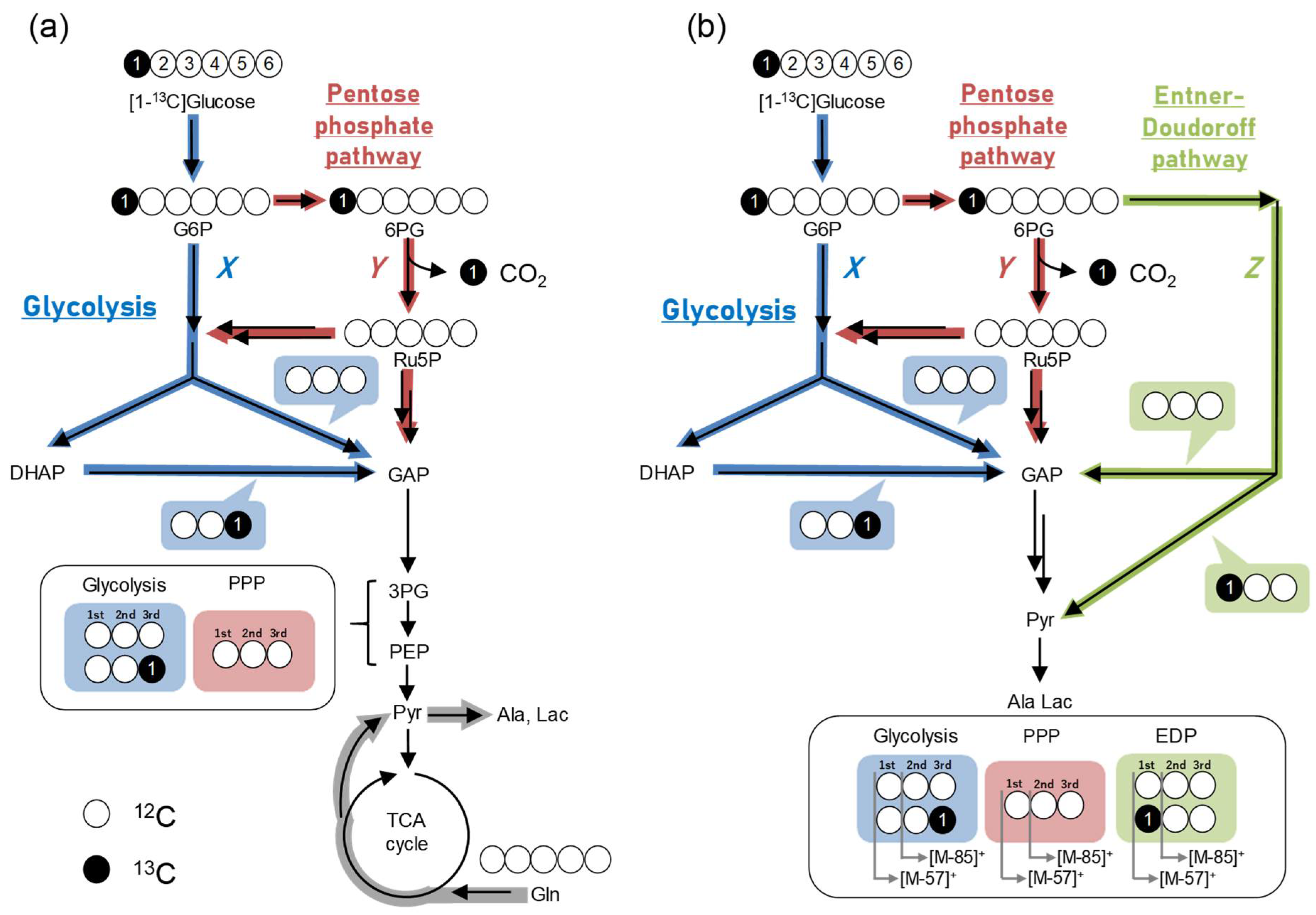 Metabolites 12 00646 g002