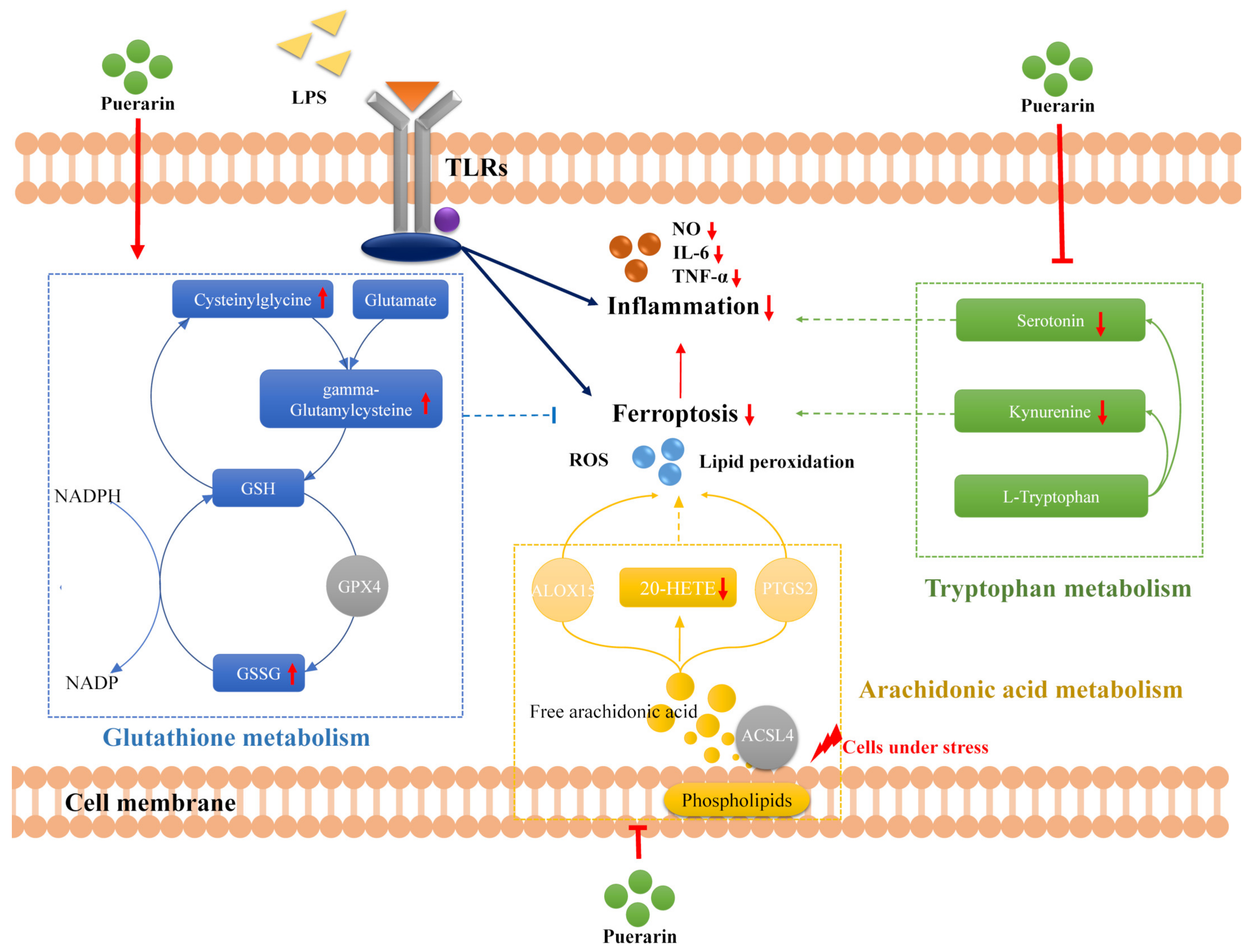 Metabolites 12 00653 g006 550