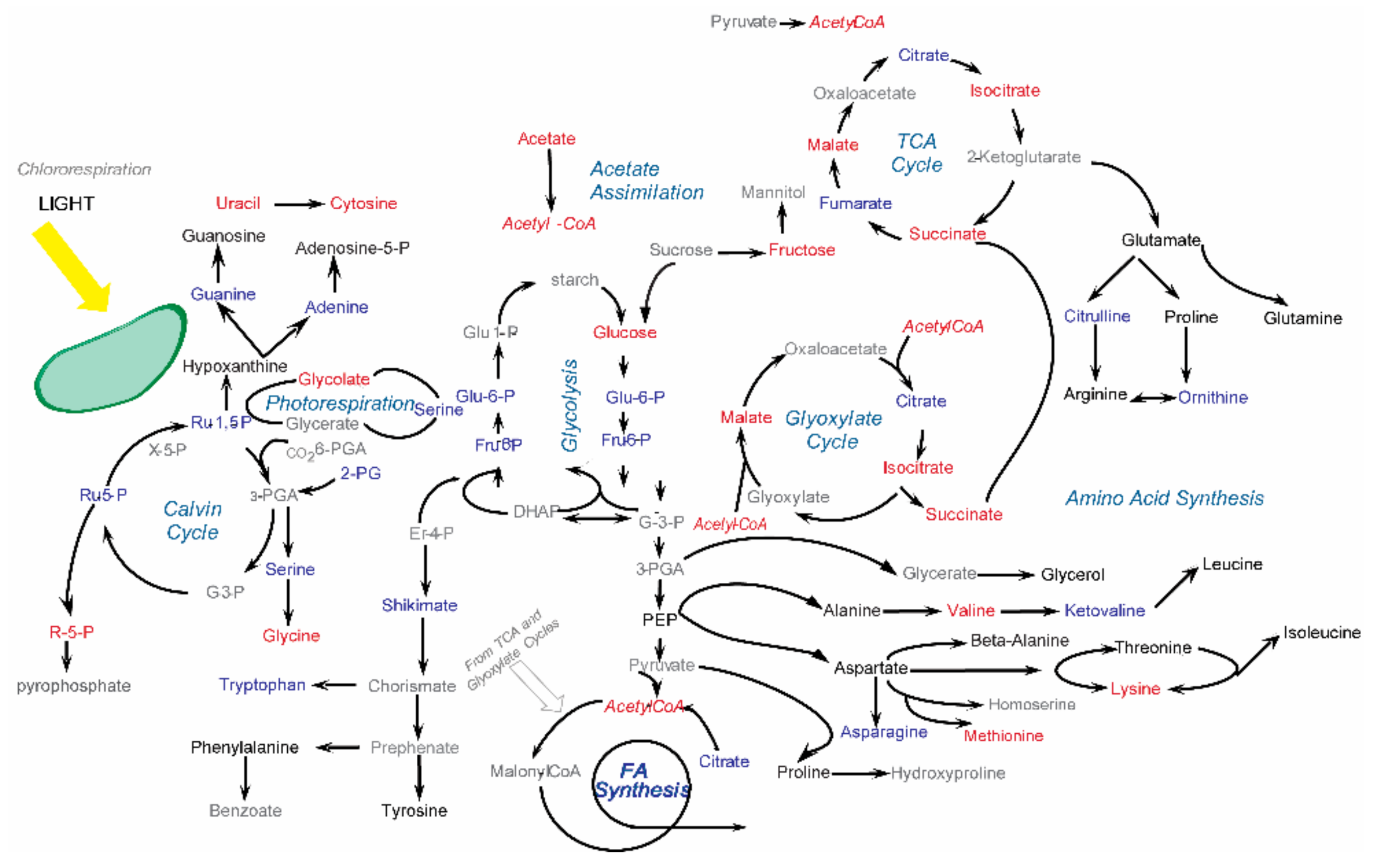 Metabolites 12 00678 g003
