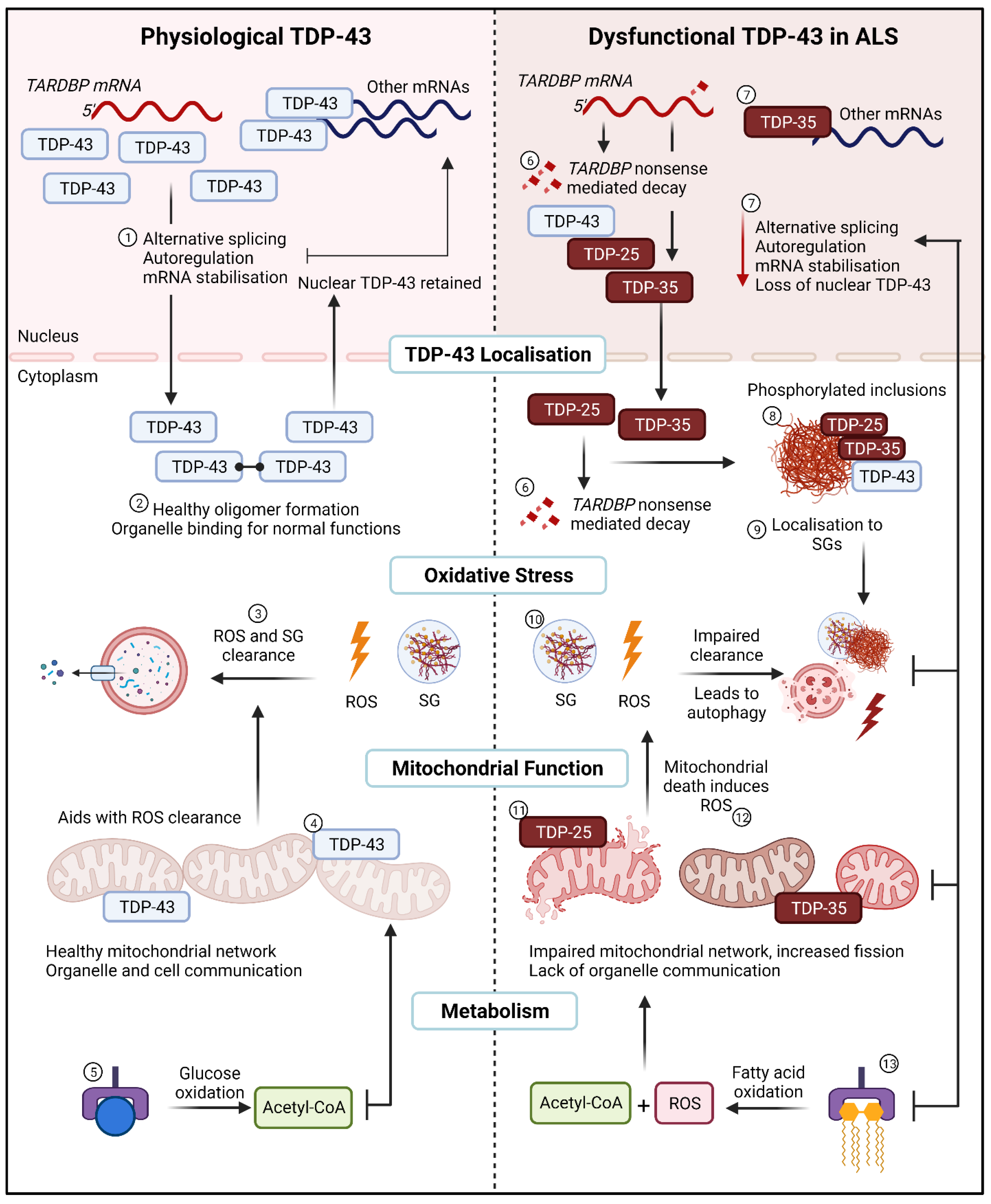 Metabolites 12 00709 g003