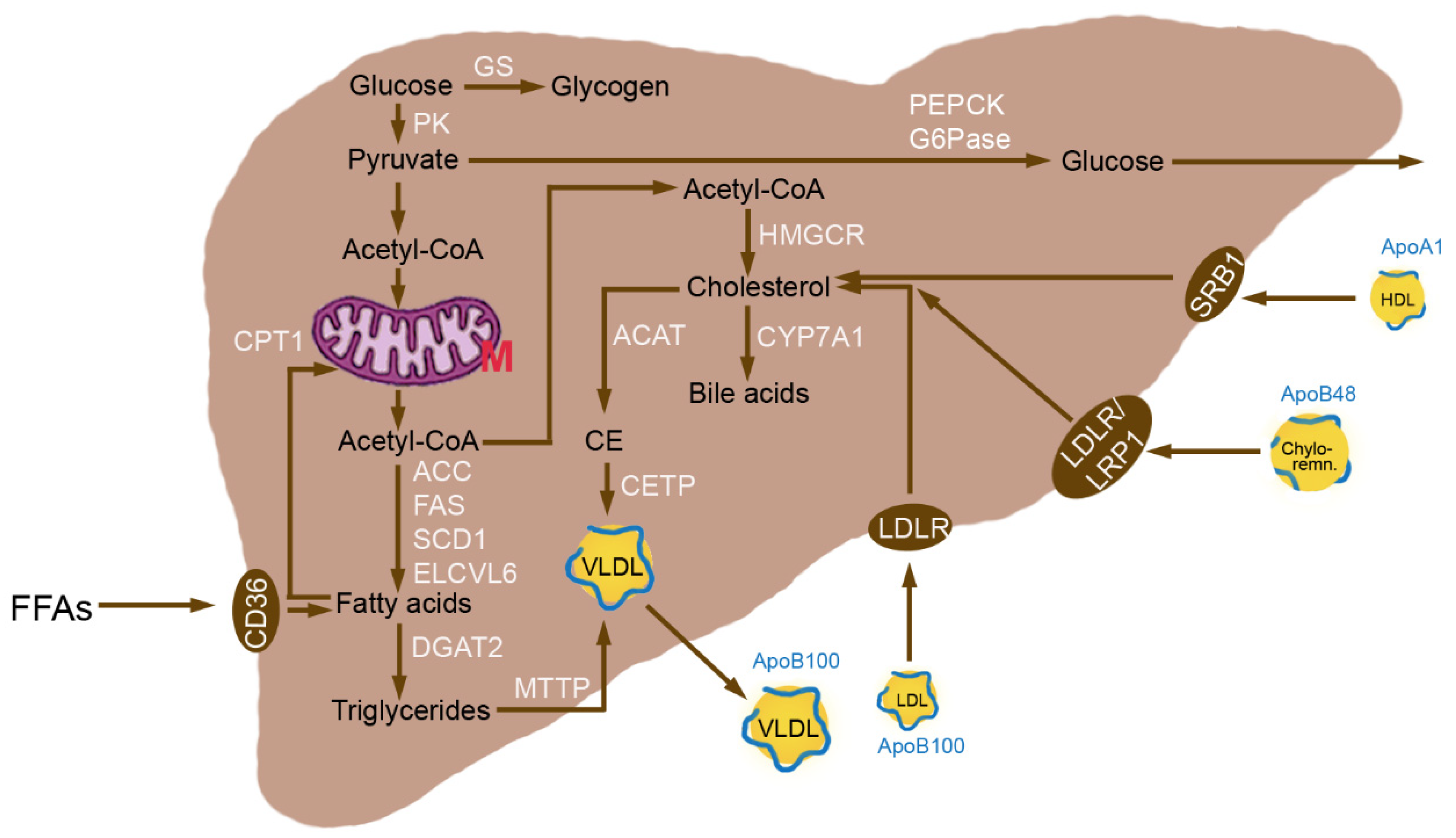 Metabolites 12 00718 g001