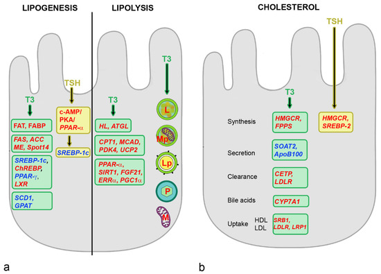 ミニ　サイン入り ミントモール / MINT VAULT店 (MSV委託品通販) / 2022 Topps