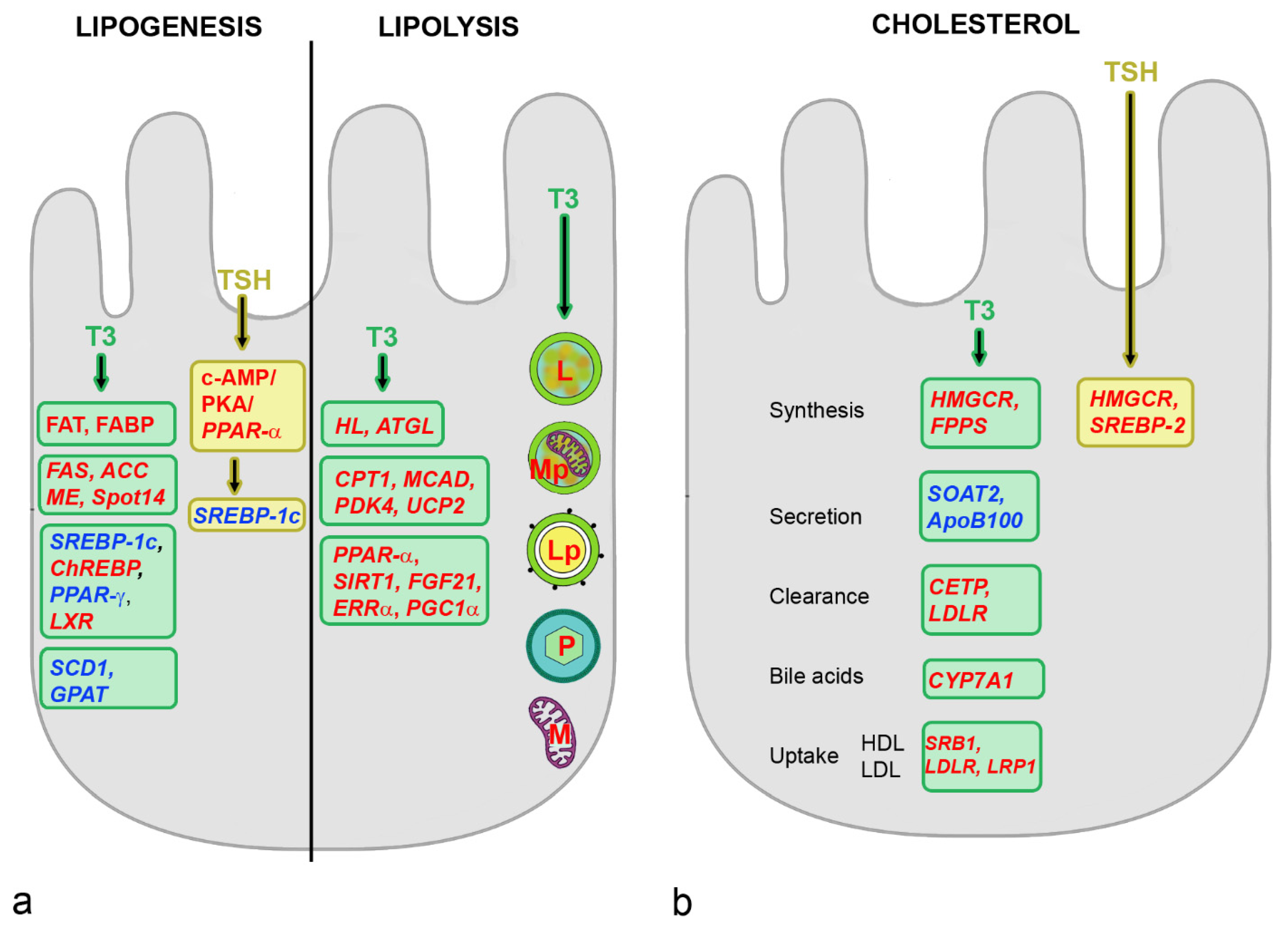 Metabolites 12 00718 g003