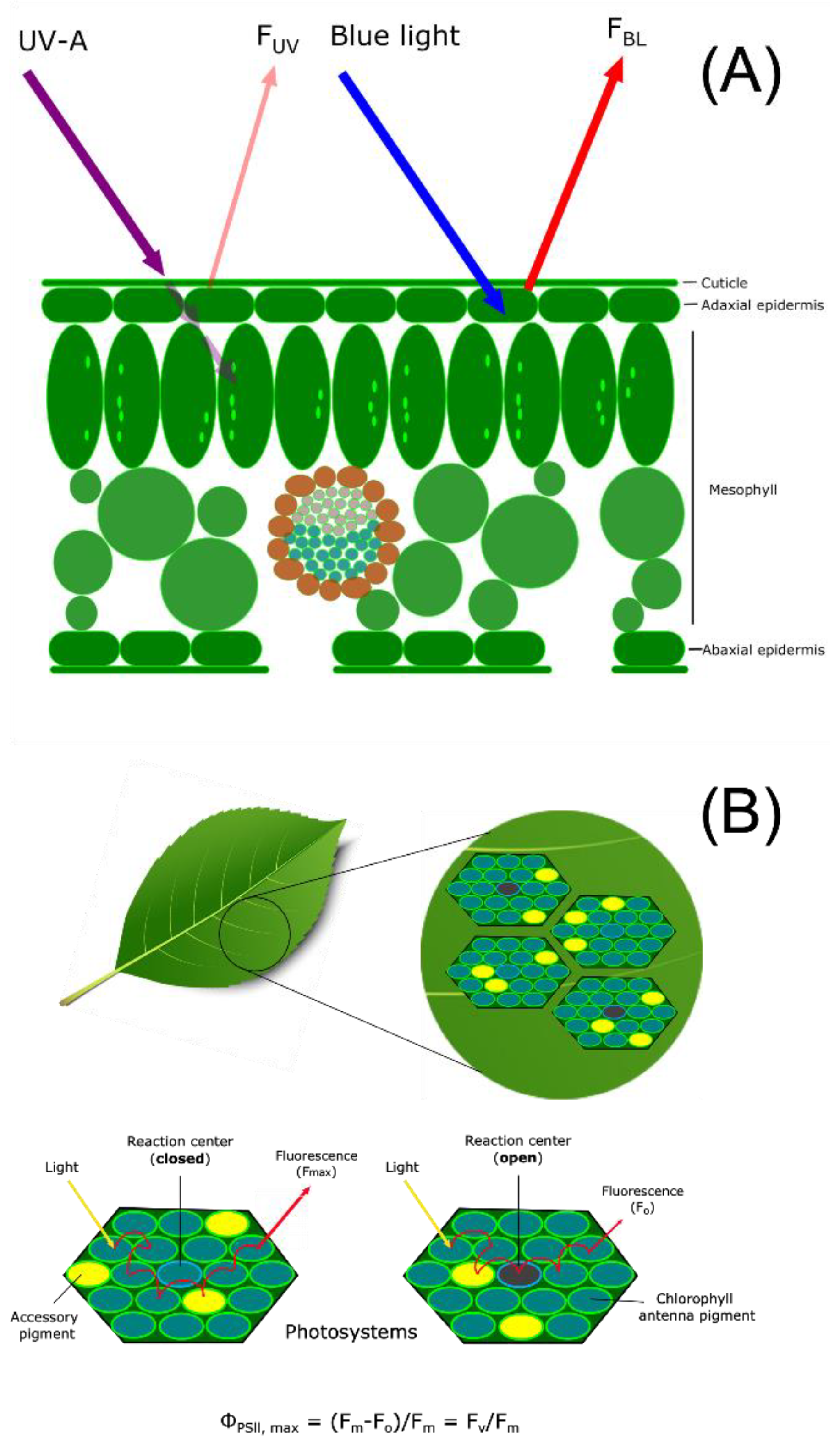 Metabolites 12 00767 g001 550