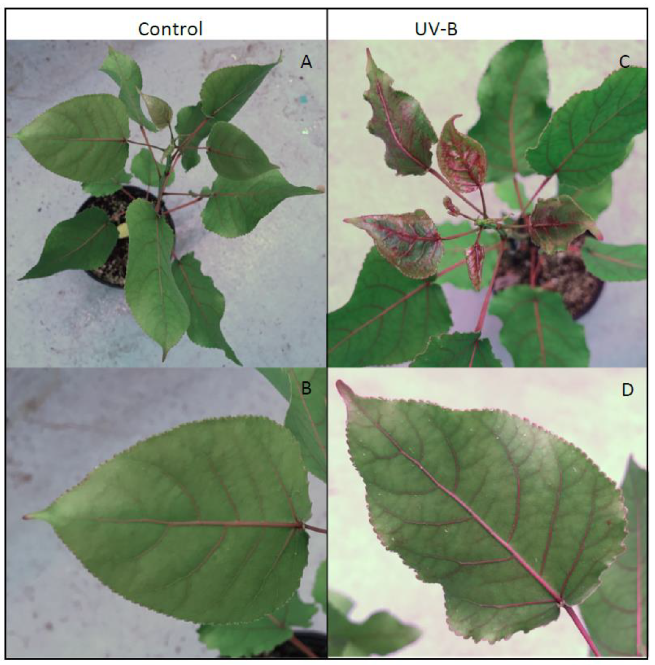 Metabolites 12 00767 g005 550