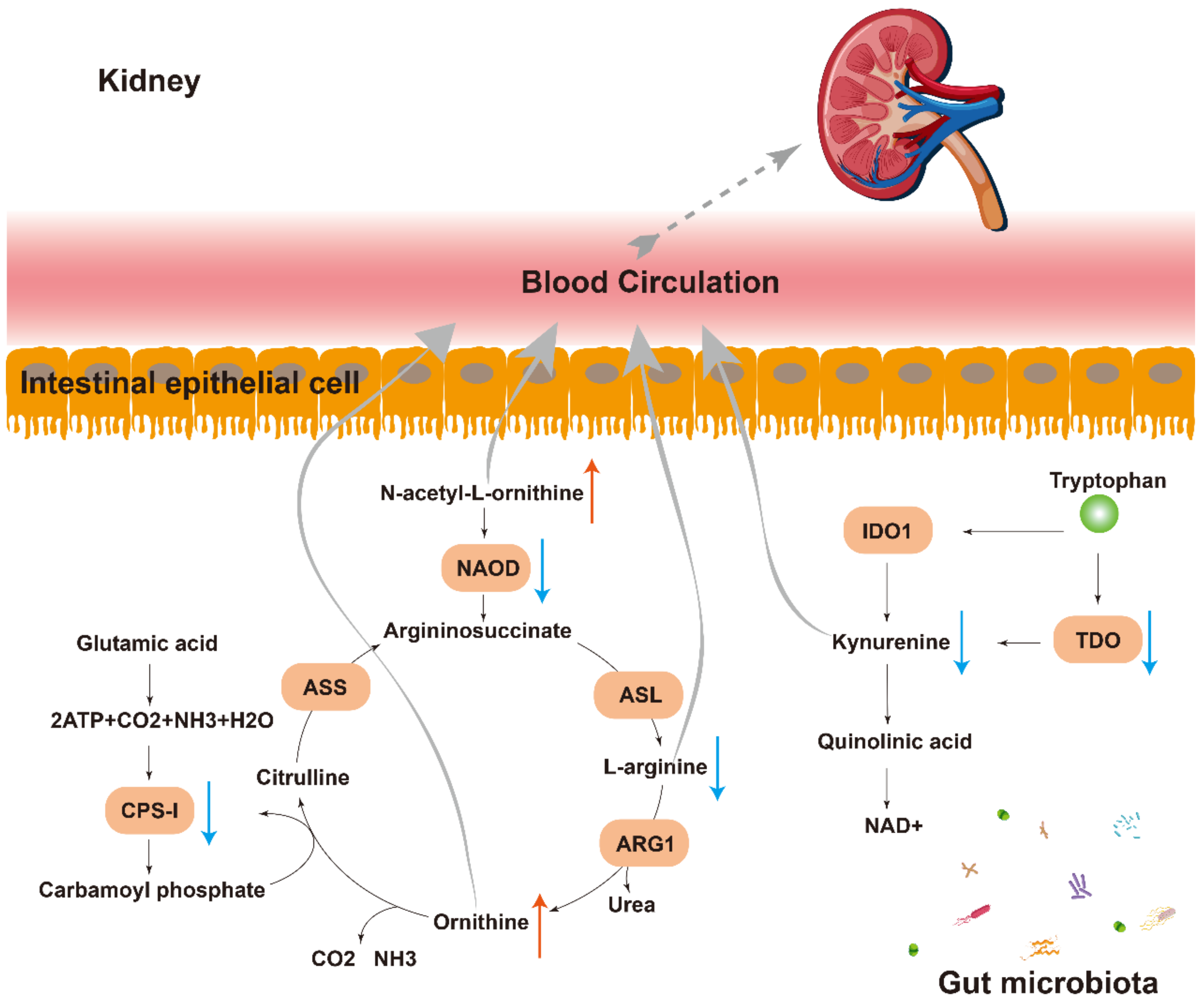 Metabolites 12 00775 g007 550