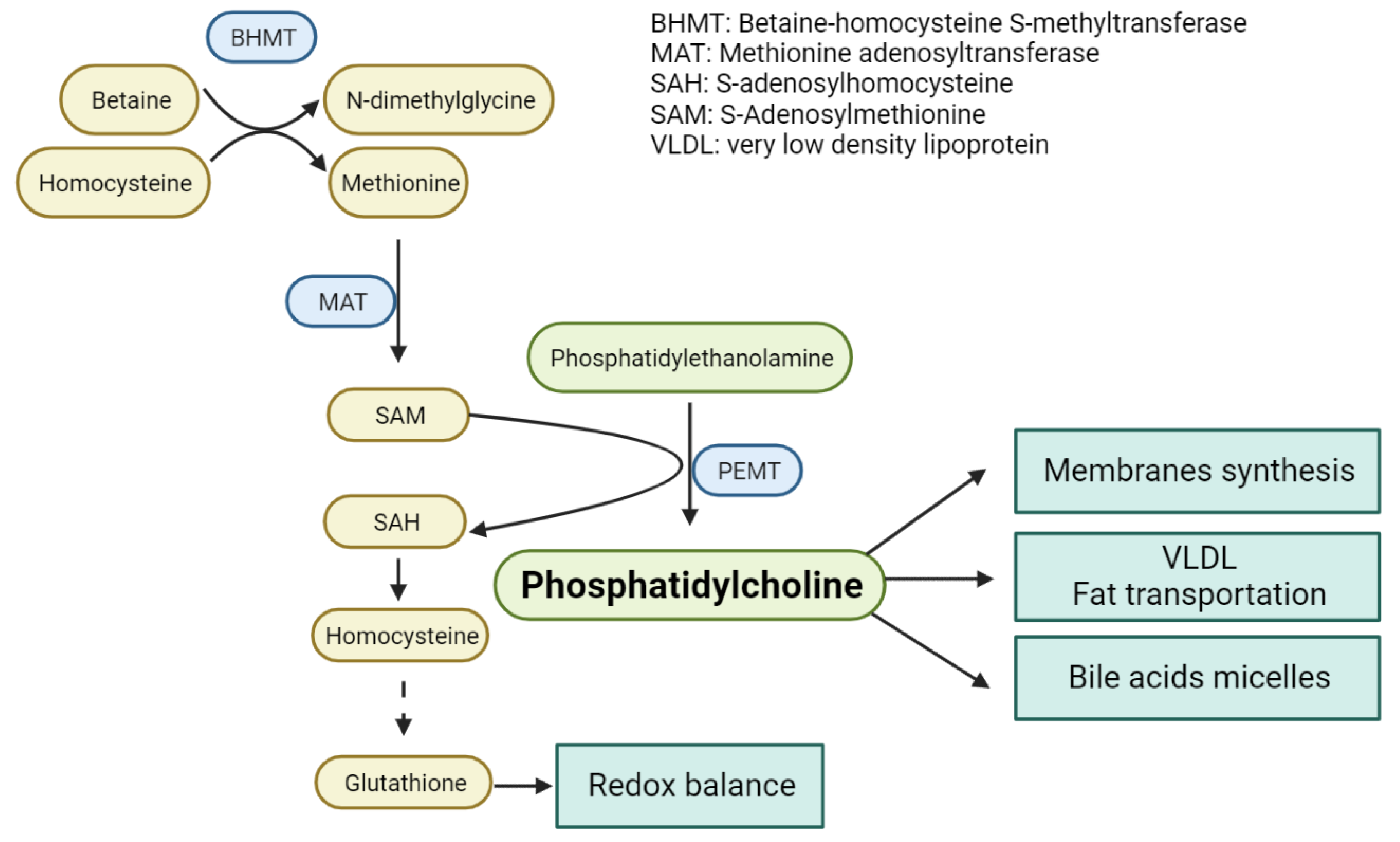 Metabolites 12 00779 g004 550