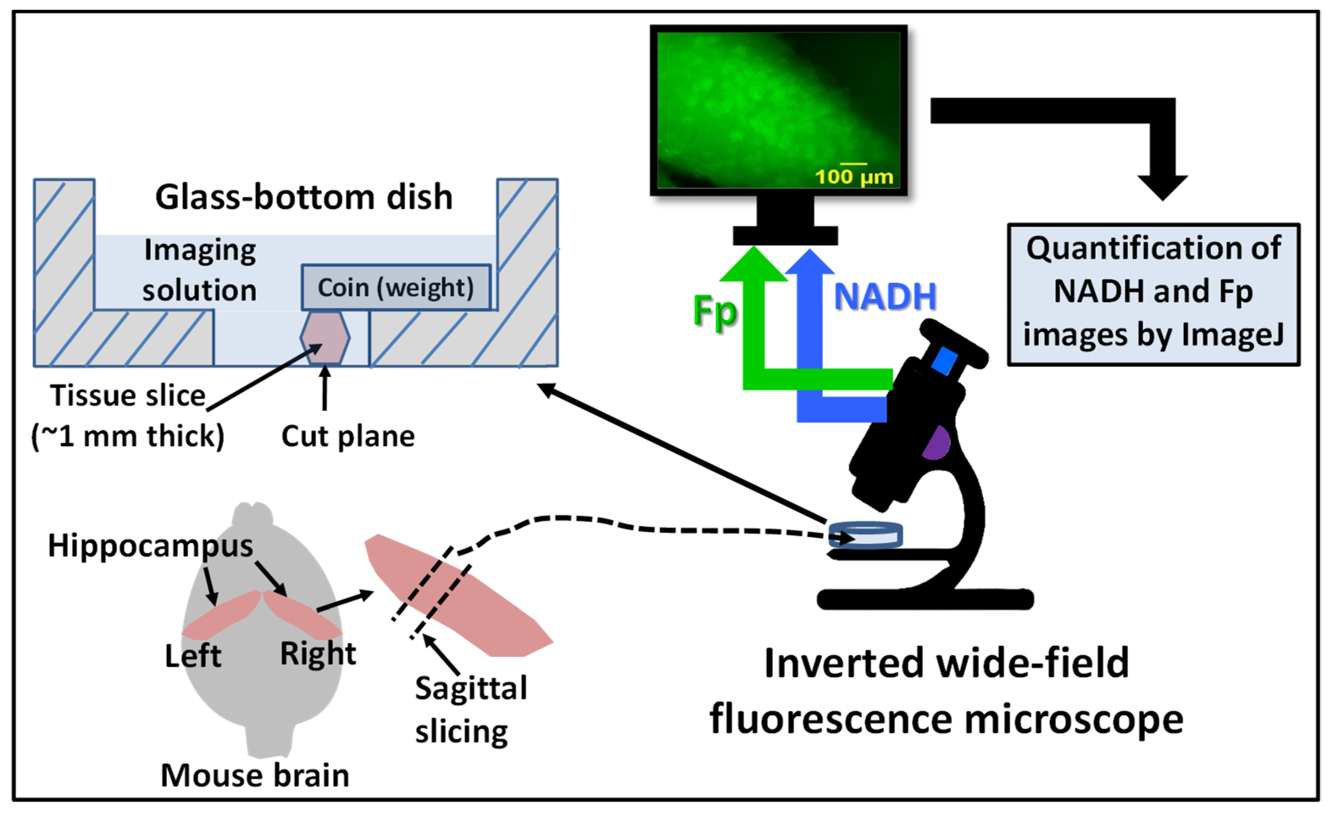 Metabolites 12 00786 g001 550
