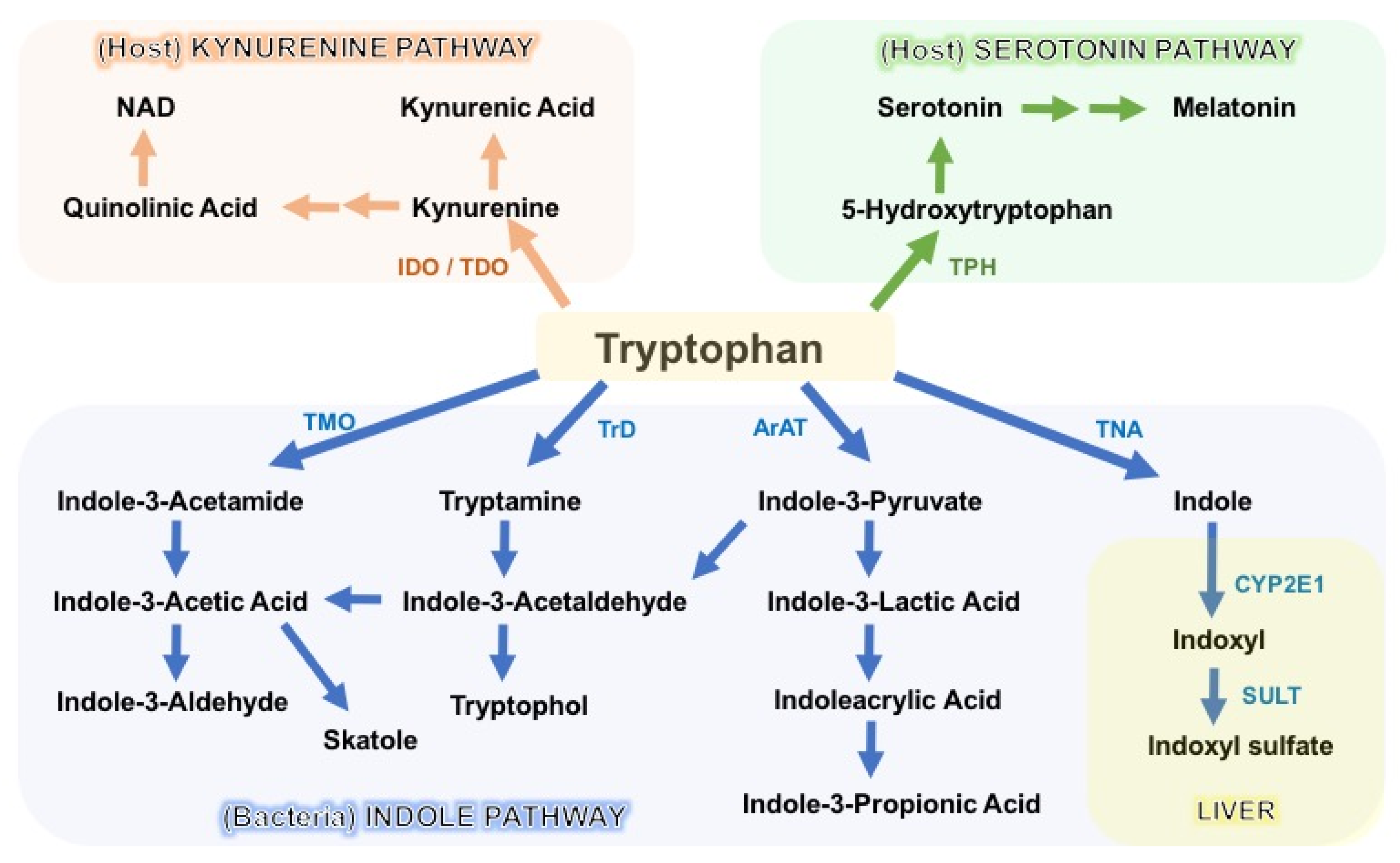 Metabolites 12 00834 g002