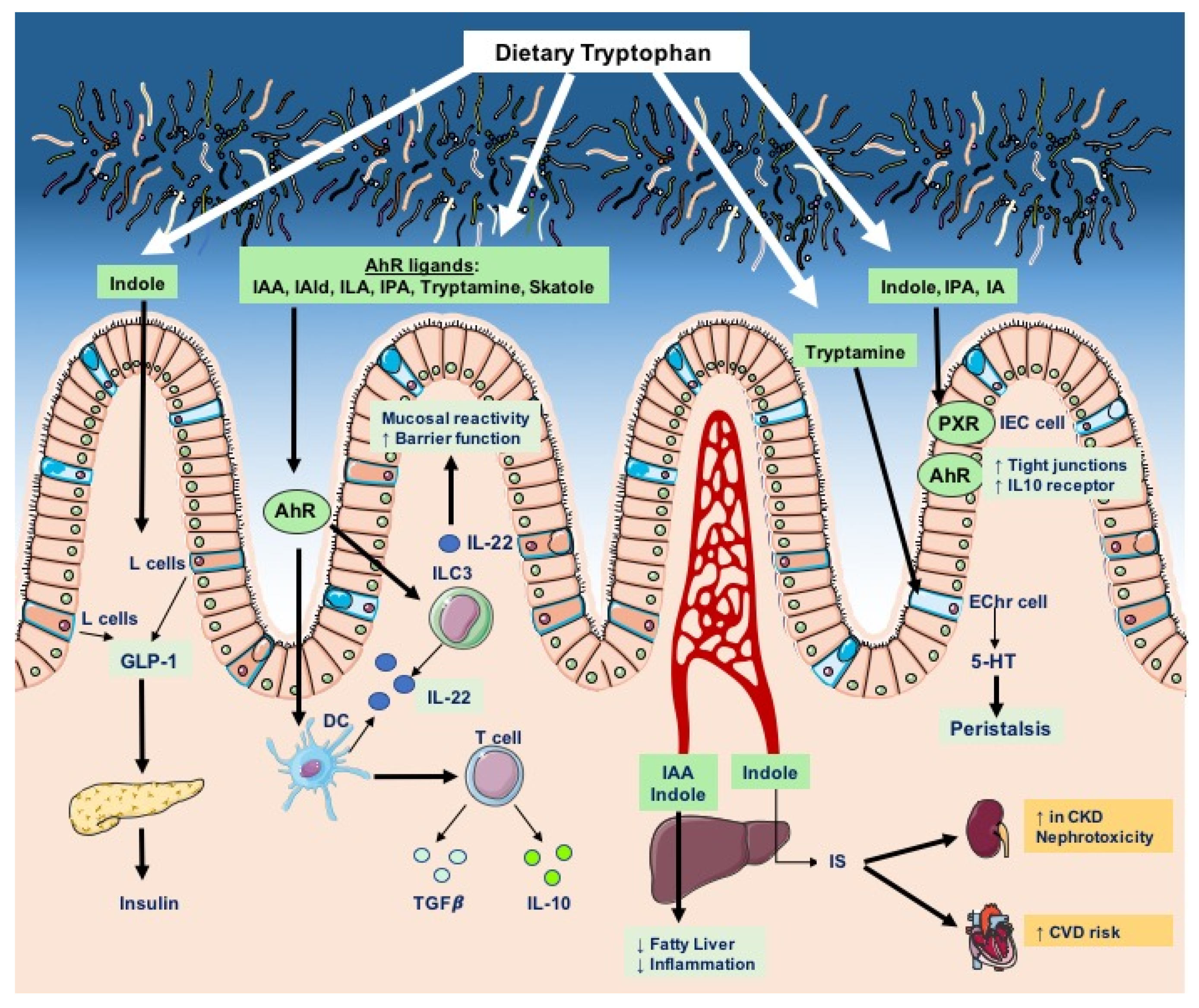 Metabolites 12 00834 g003