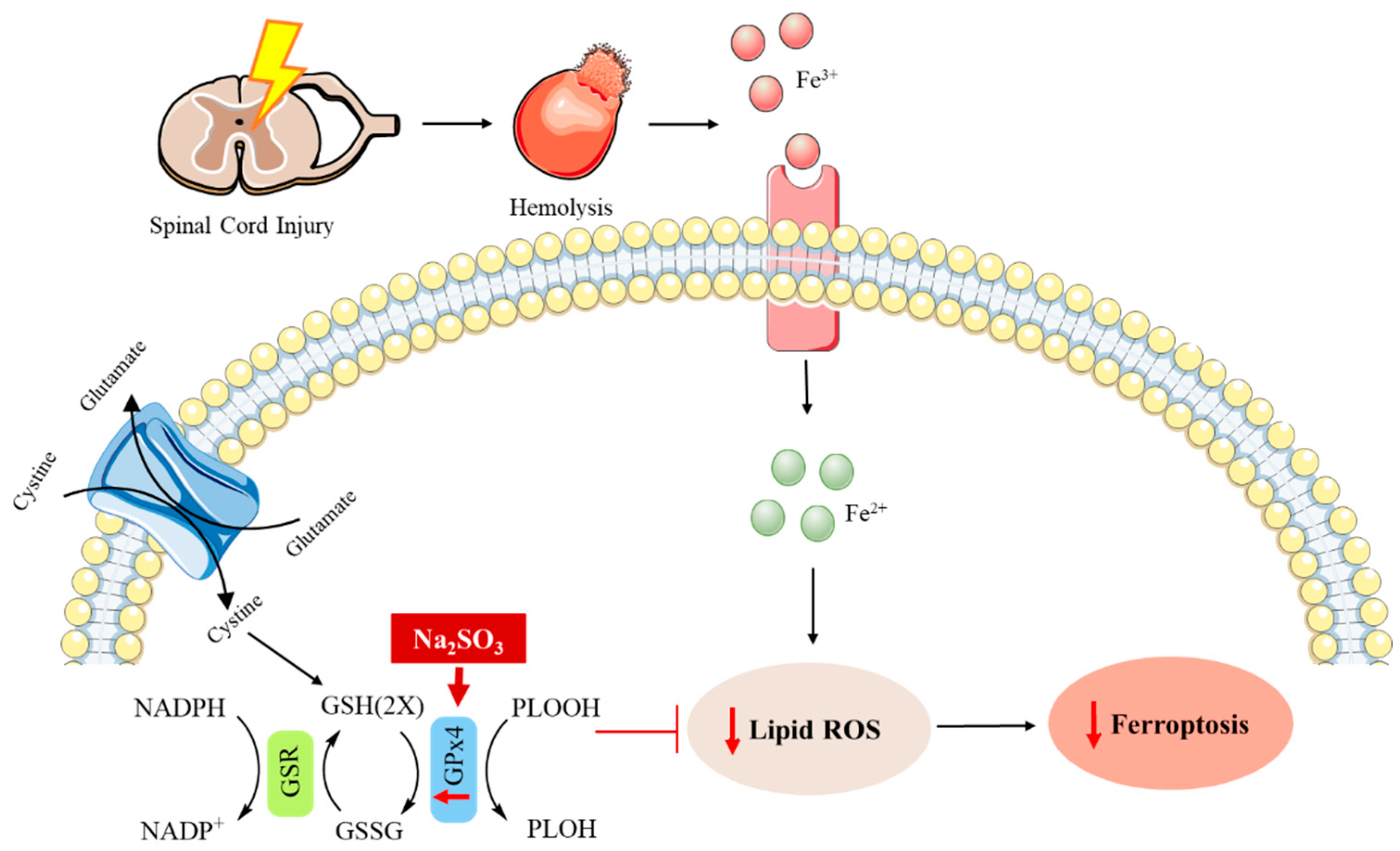Metabolites 12 00874 g003 Metabolites 12 00874 g003