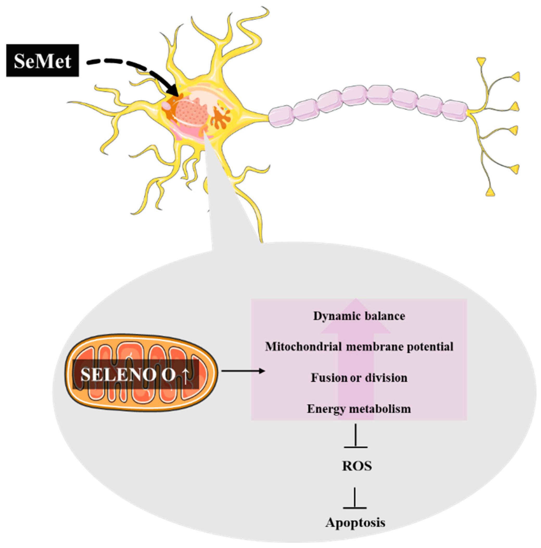 Metabolites 12 00874 g004 Metabolites 12 00874 g004