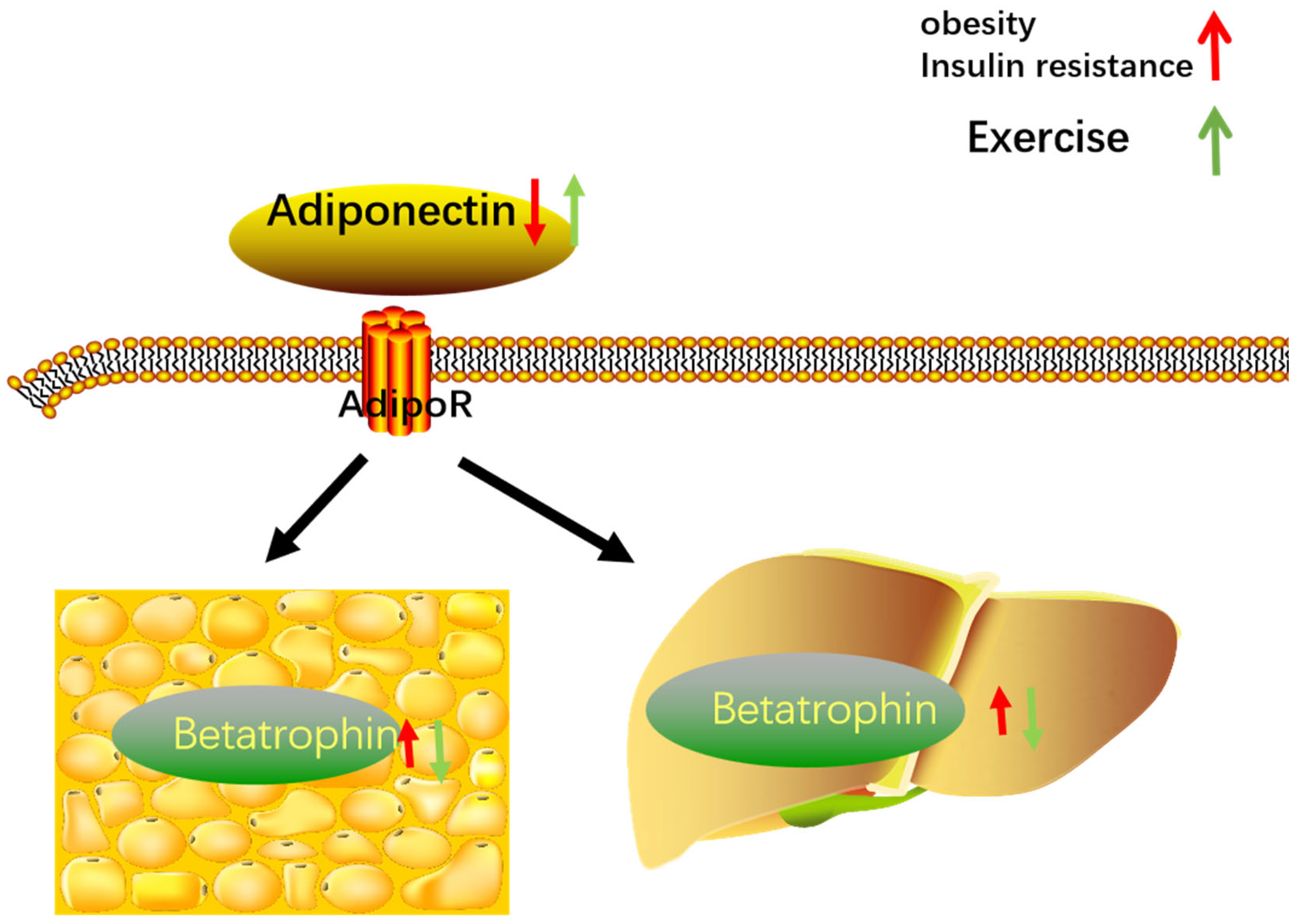Metabolites | Free Full-Text | Betatrophin and Insulin Resistance