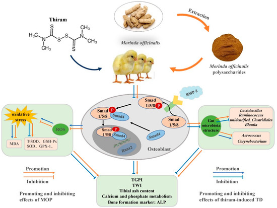 Morinda officinalis Polysaccharides Ameliorates Bone Growth