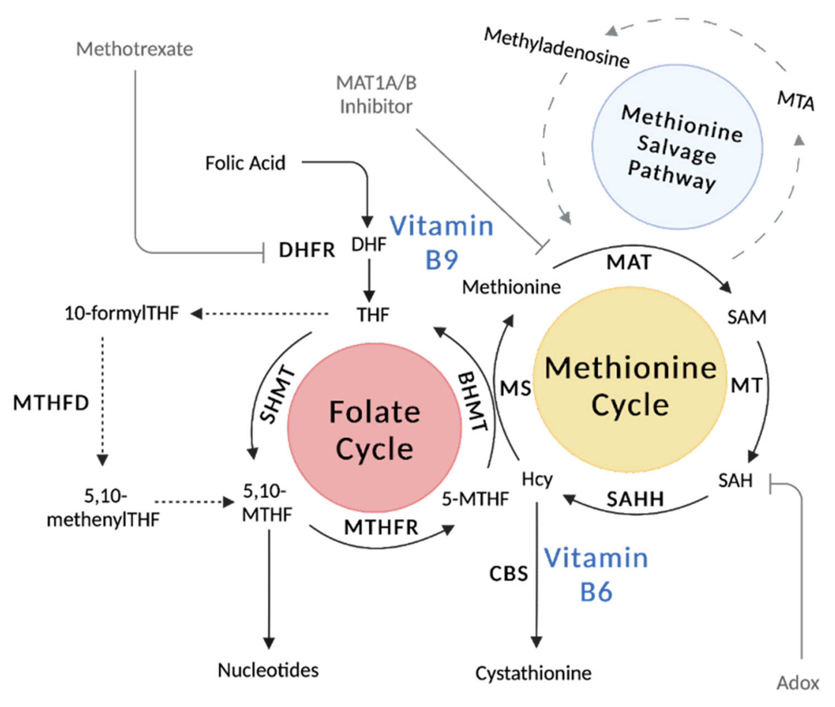 folate metabolism methotrexate