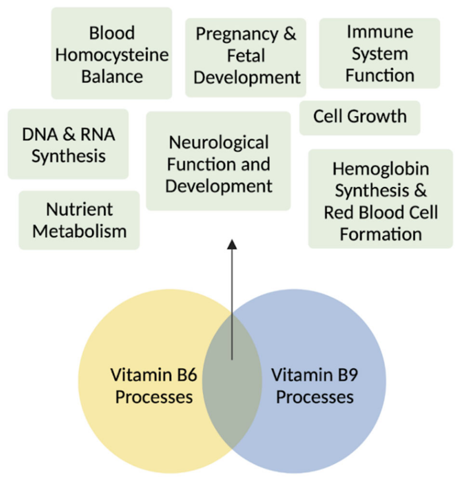 Metabolites Free FullText Simplifying the B Complex How Vitamins