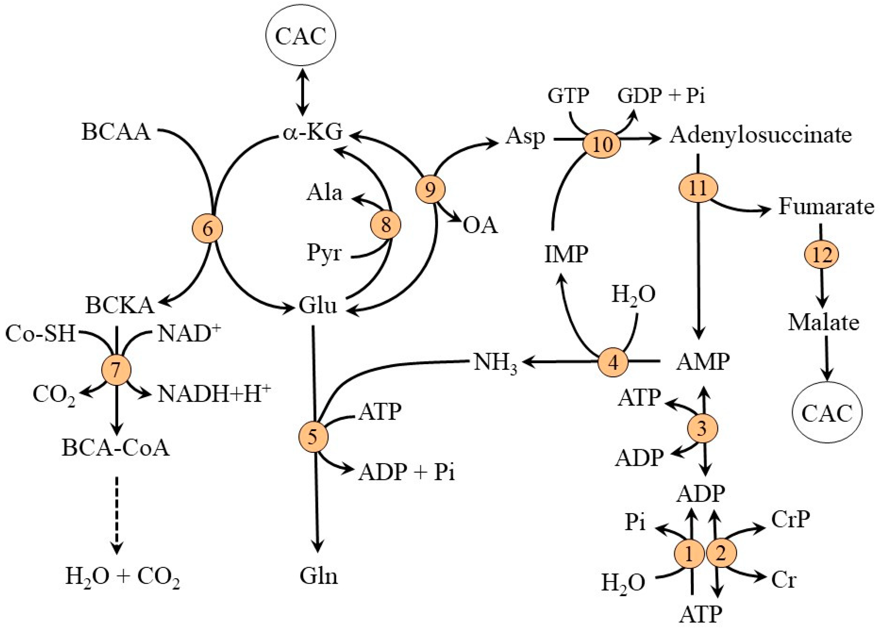 Metabolites 12 00971 g001 Metabolites 12 00971 g001