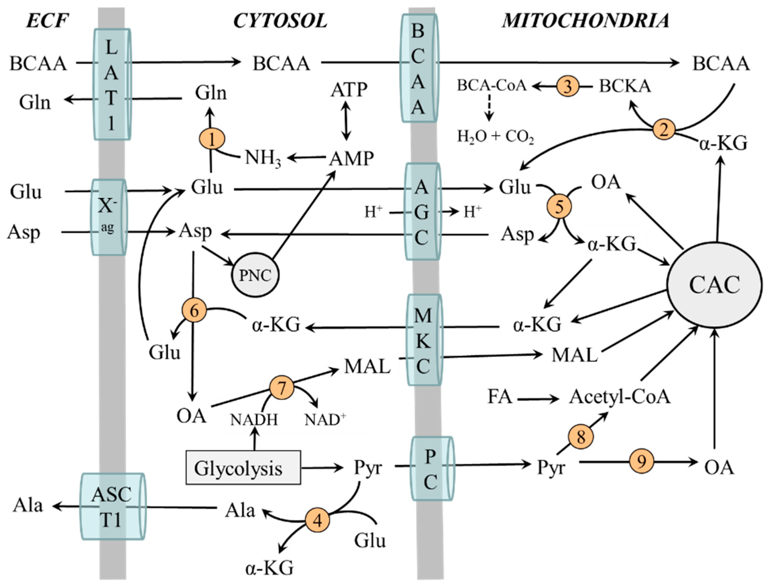 Metabolites 12 00971 g003 Metabolites 12 00971 g003