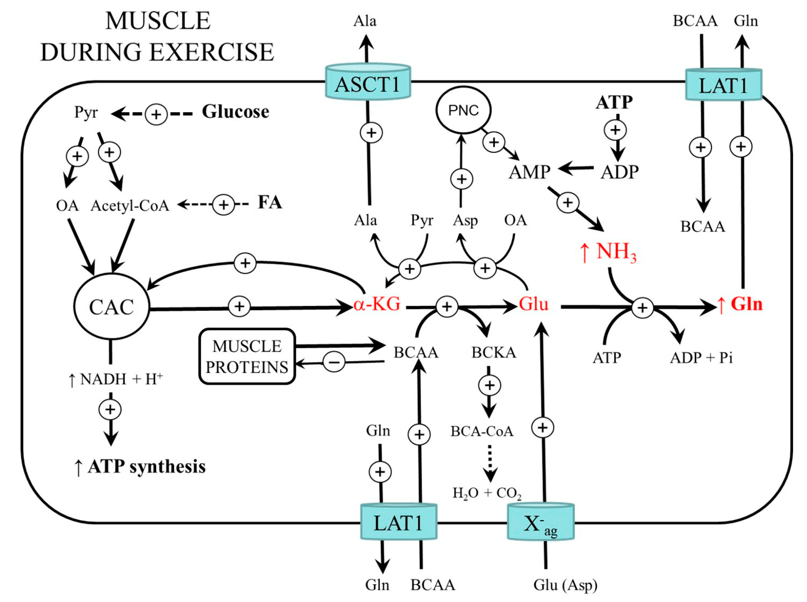 Metabolites 12 00971 g004 Metabolites 12 00971 g004