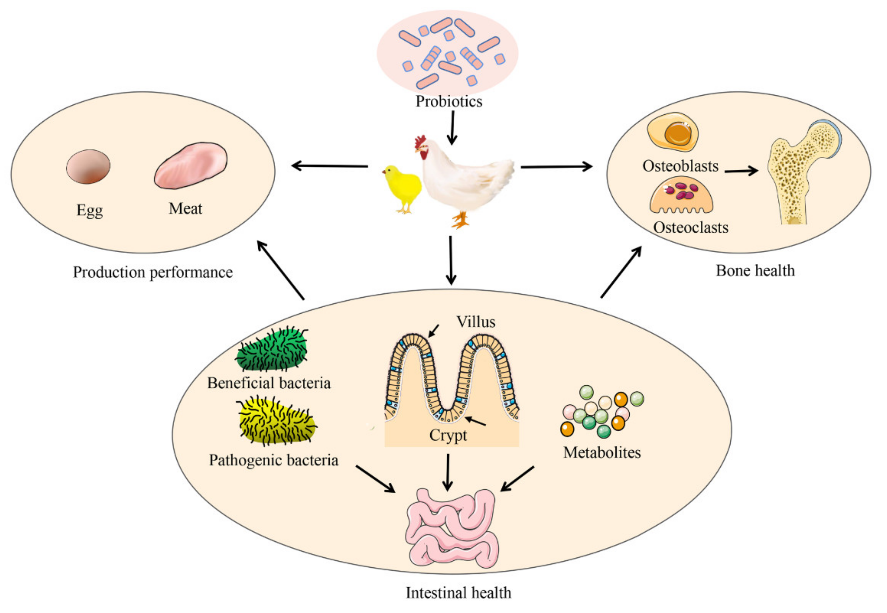 Metabolites | Free Full-Text | Effects of Probiotics and Gut 