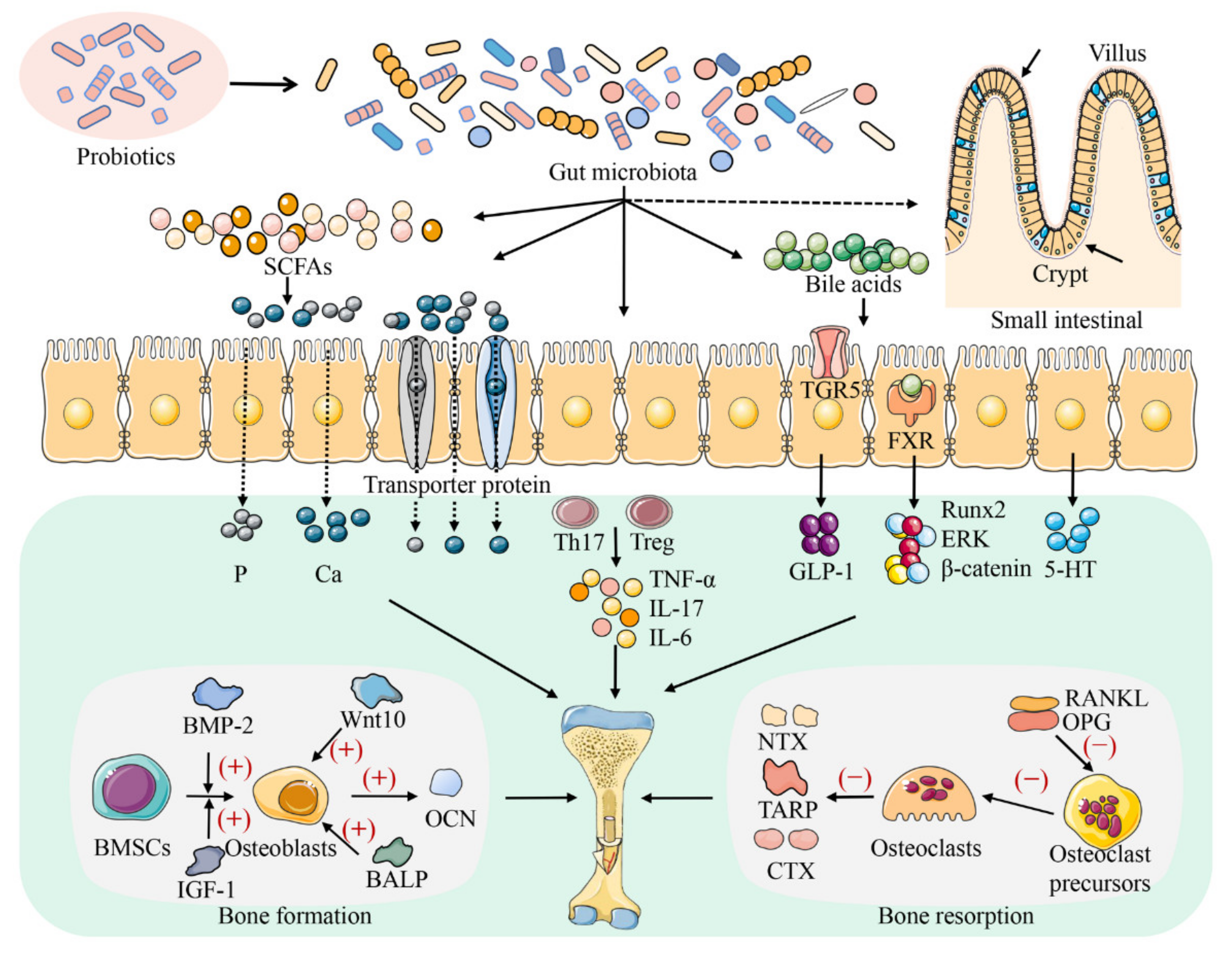 Metabolites | Free Full-Text | Effects of Probiotics and Gut 