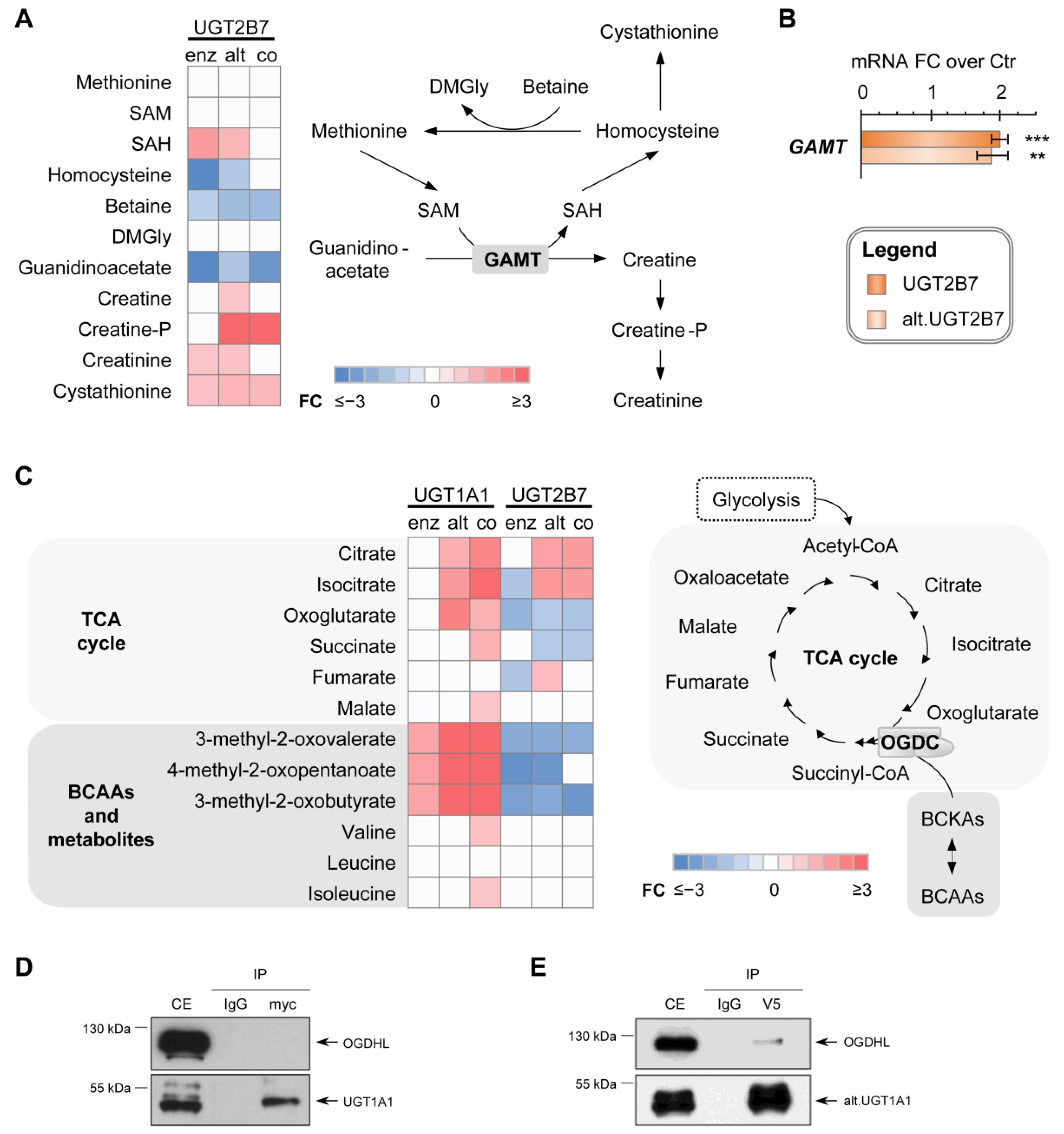 Metabolites 12 01006 g006 Metabolites 12 01006 g006