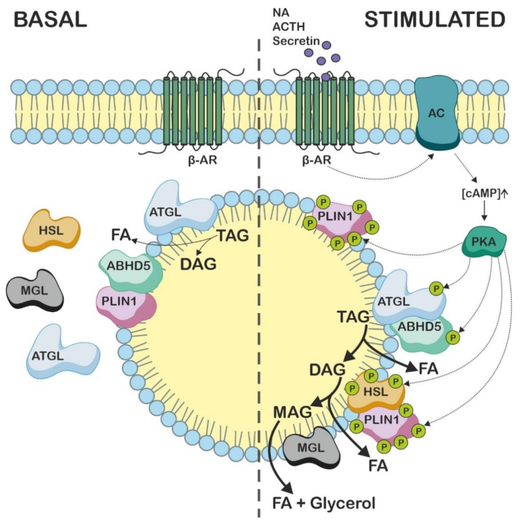 Metabolites 12 01015 g005 Metabolites 12 01015 g005