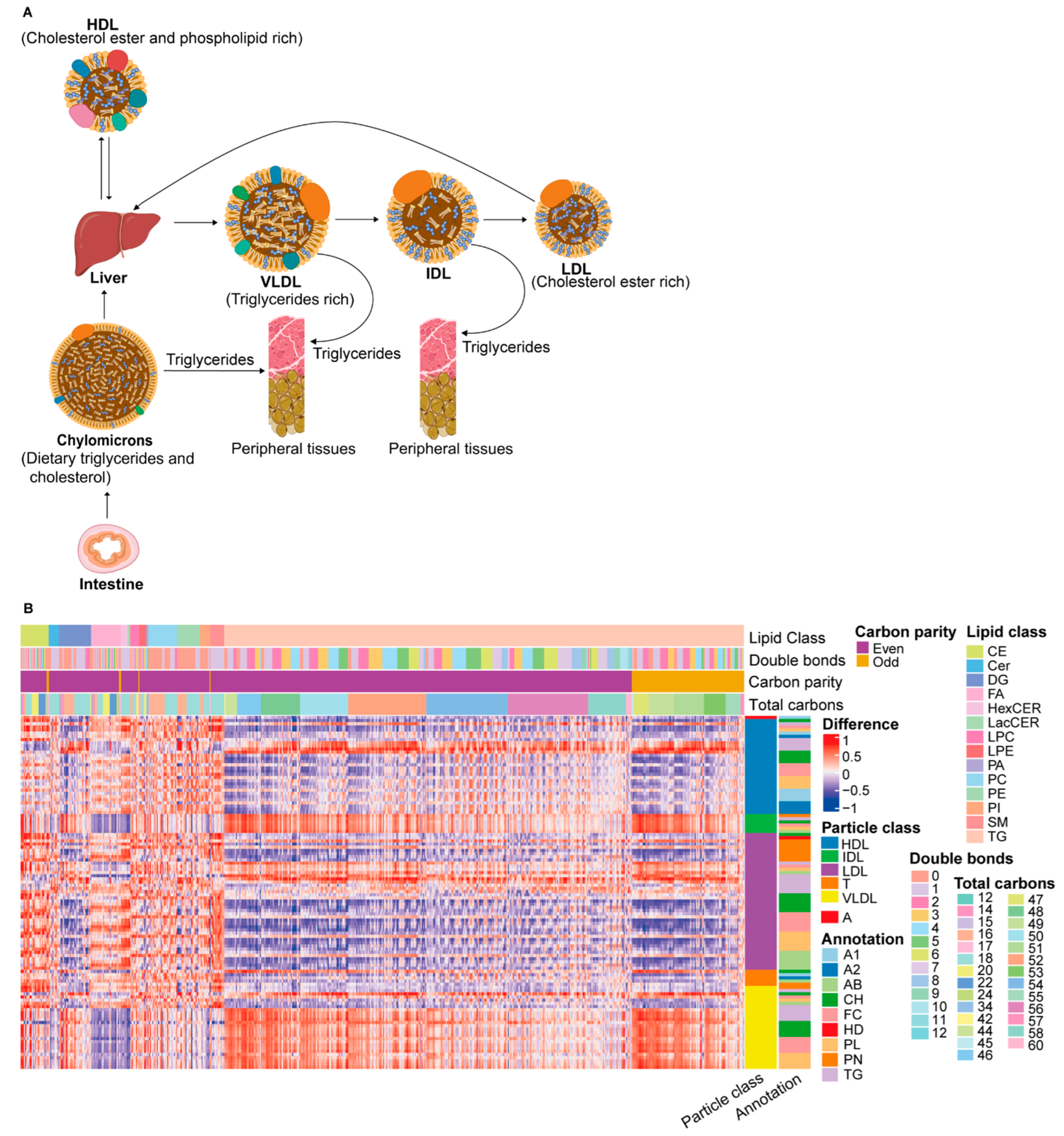 Metabolites 12 01030 g003