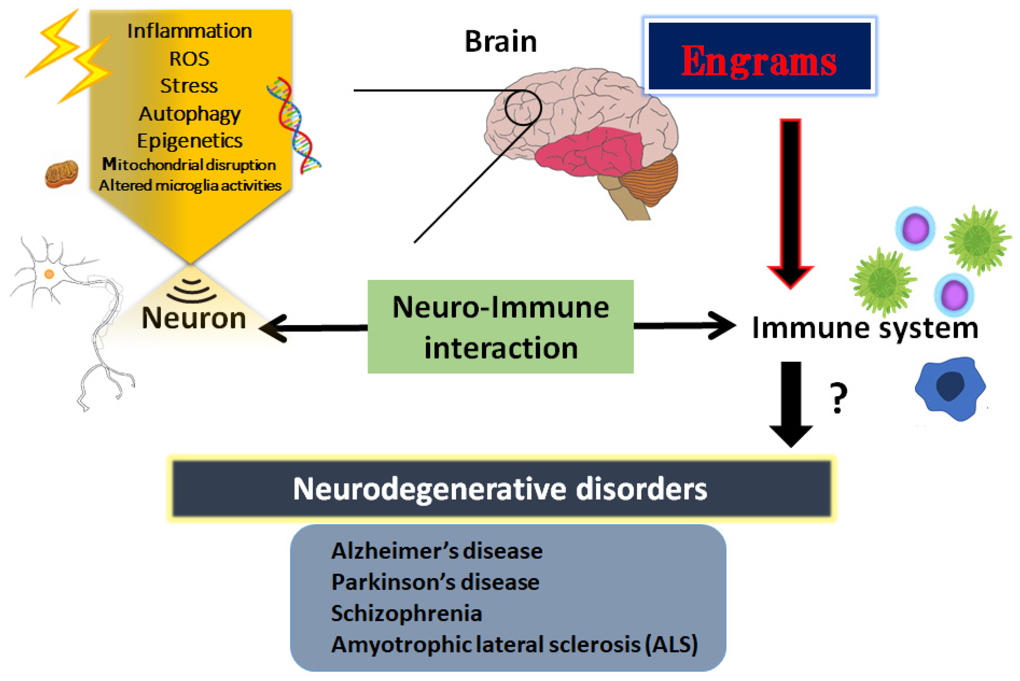Metabolites Free Full-Text A New Concept of Associations between Gut Microbiota, Immunity and Central Nervous System for the Innovative Treatment of Neurodegenerative Disorders image
