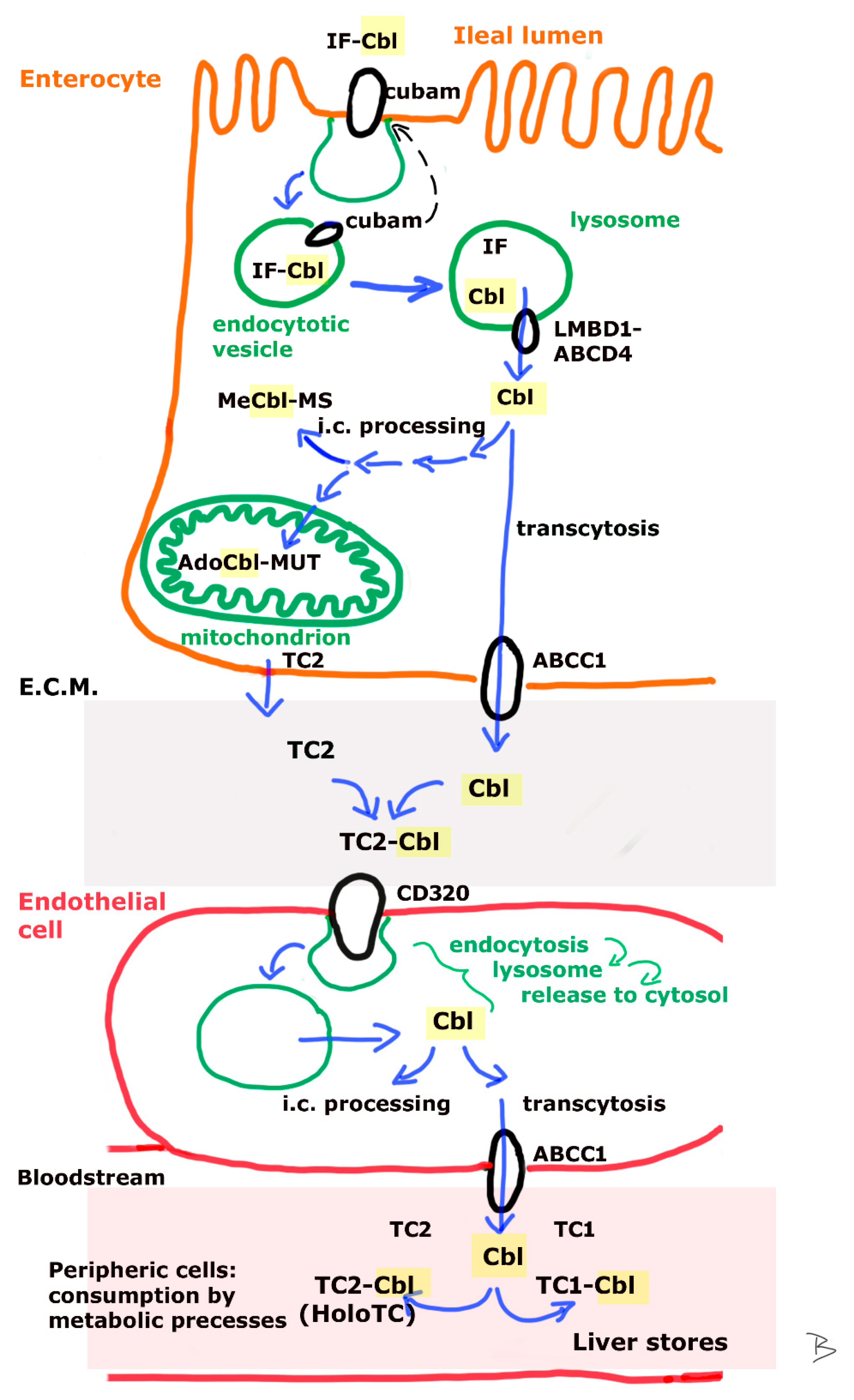 Metabolites 12 01104 g002
