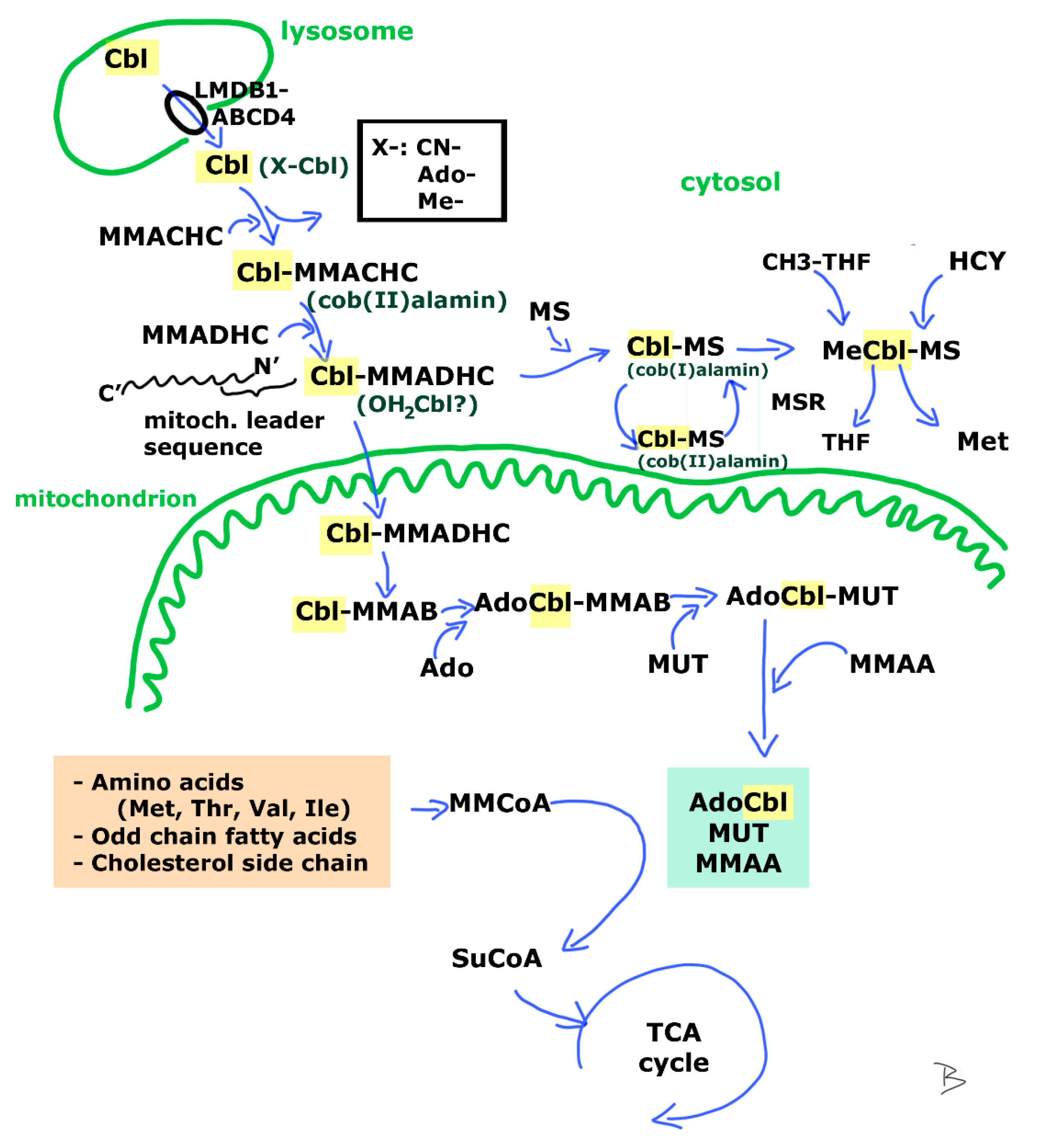 Metabolites 12 01104 g003