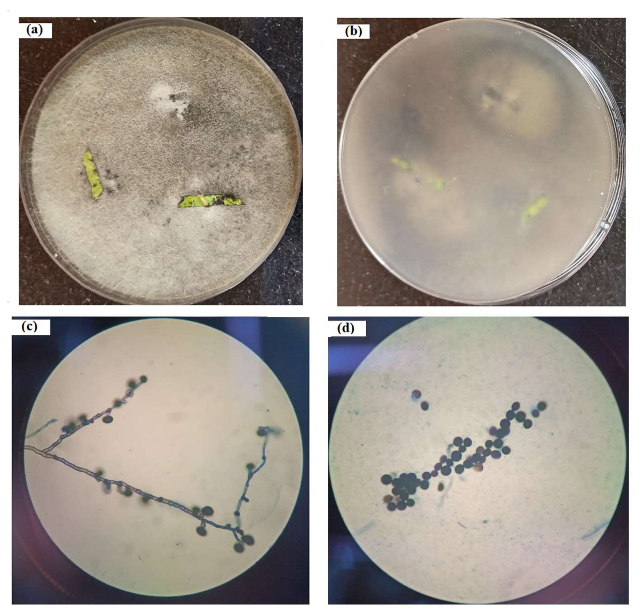 Metabolites 12 01119 g001 Metabolites 12 01119 g001