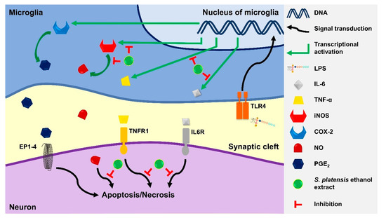 Spirulina platensis Suppressed iNOS and Proinflammatory
