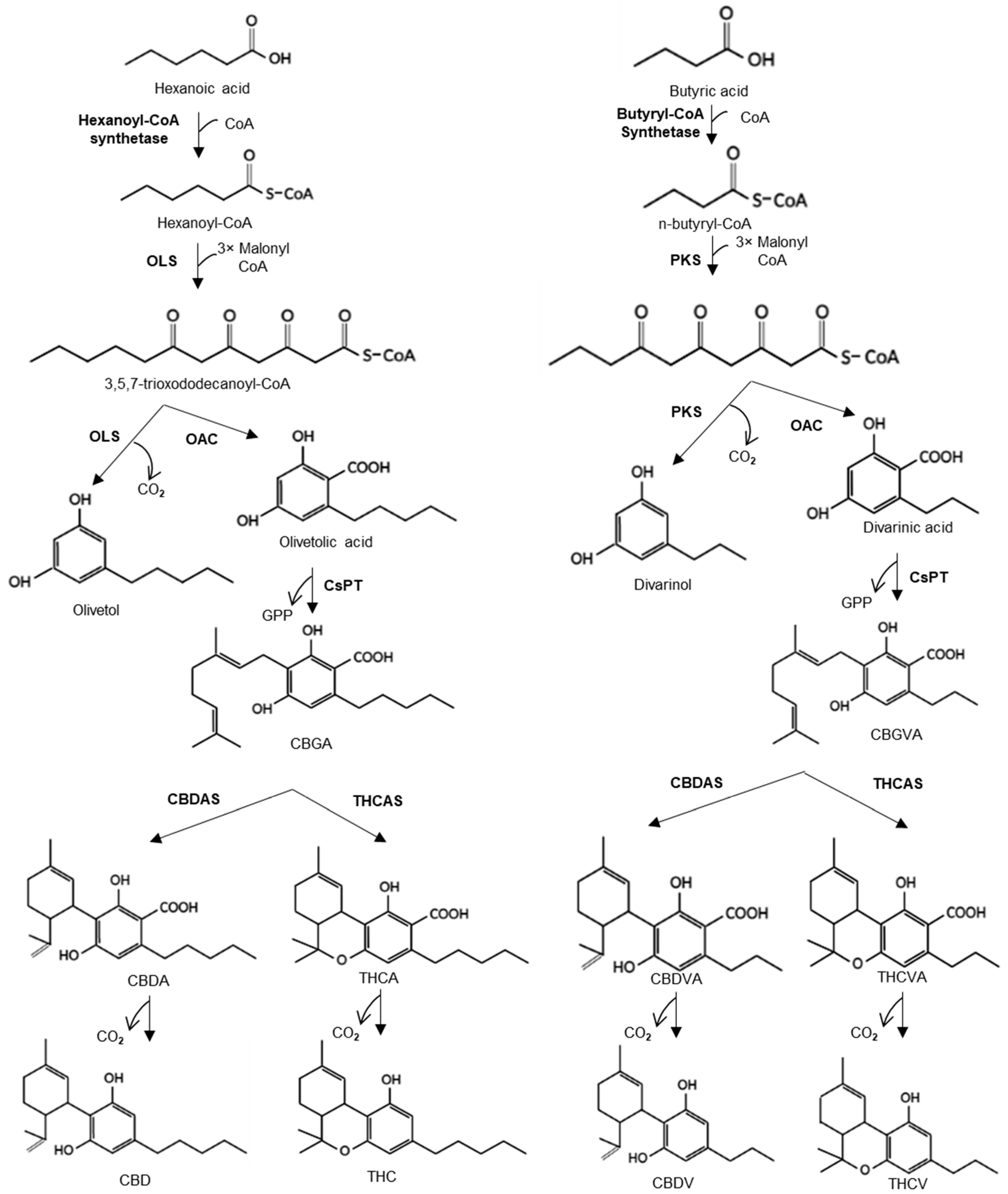 Metabolites 12 01181 g001 Metabolites 12 01181 g001