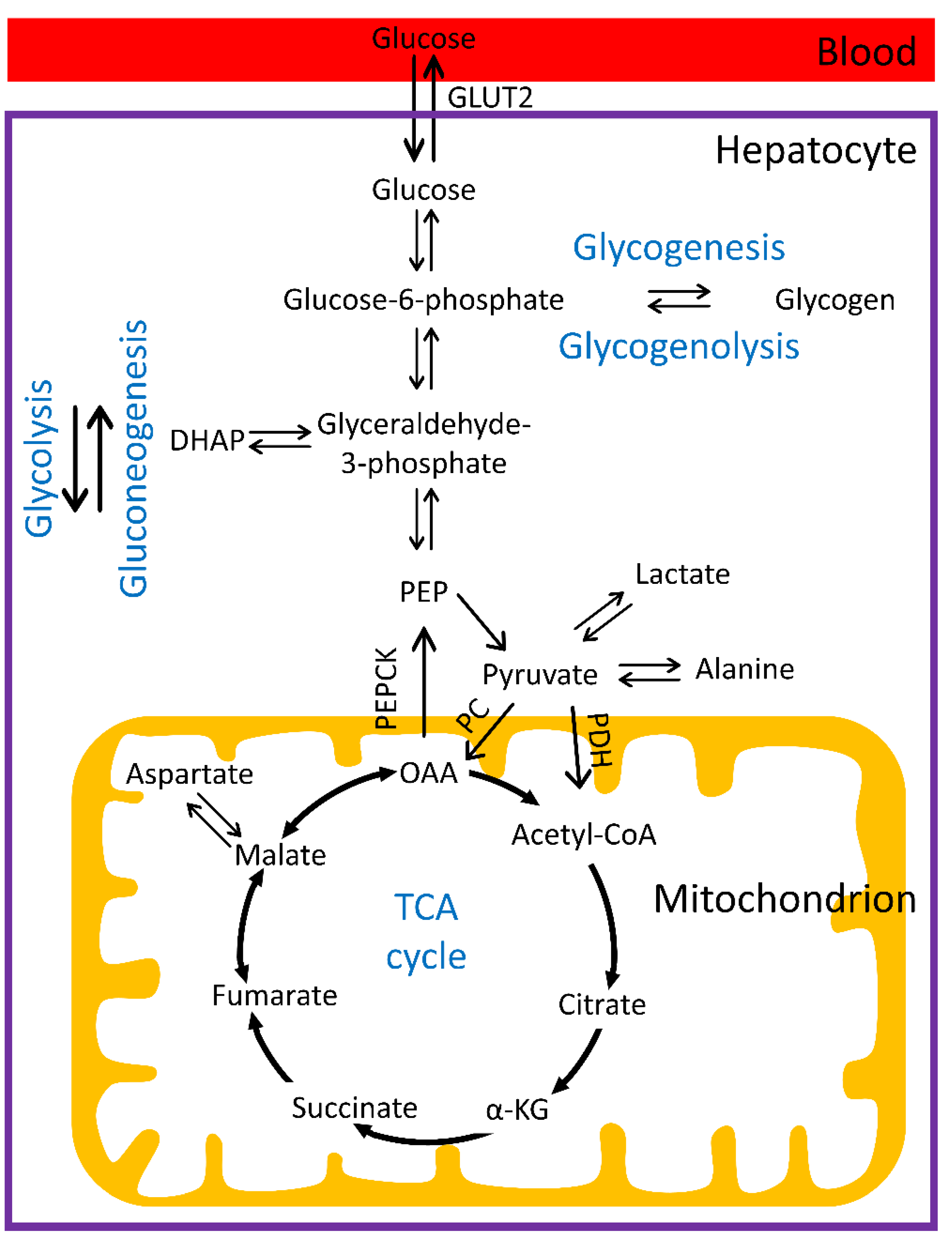 Metabolites 12 01223 g001