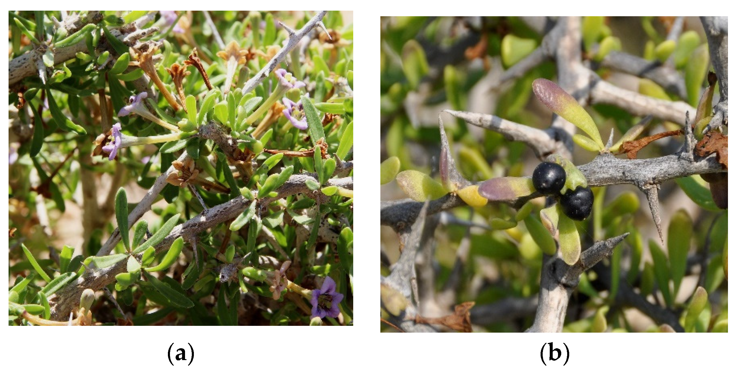 Metabolites 12 01265 g003 Metabolites 12 01265 g003