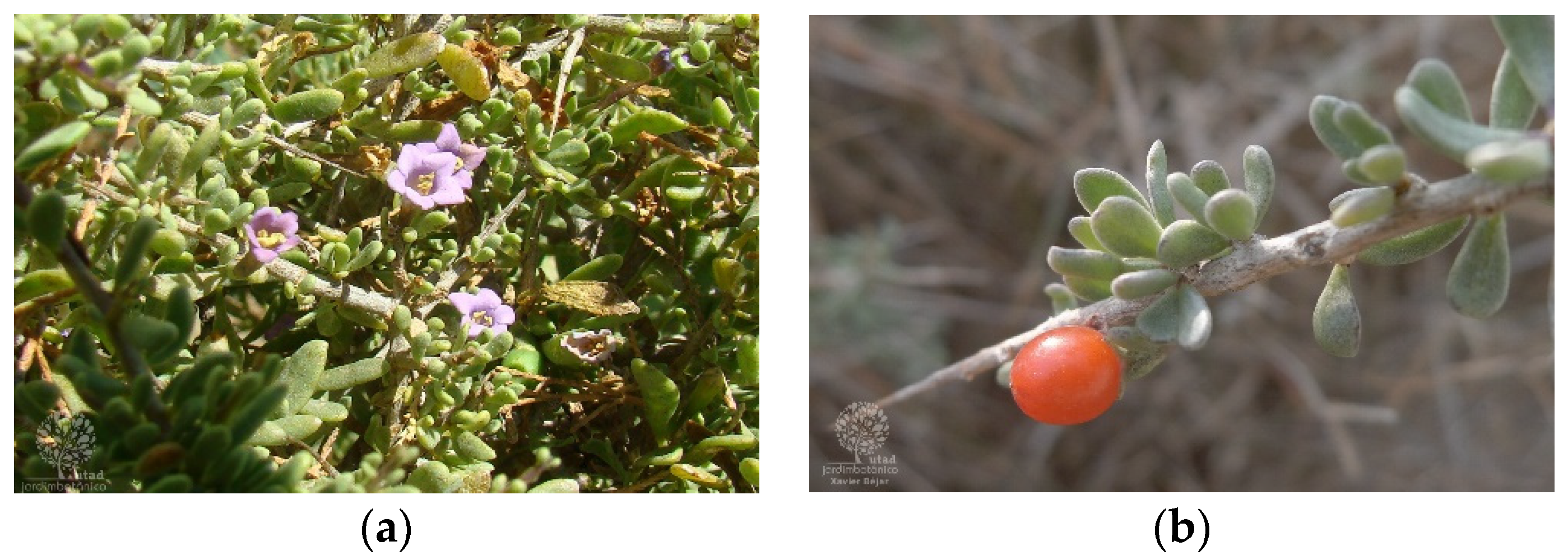 Metabolites 12 01265 g004 Metabolites 12 01265 g004