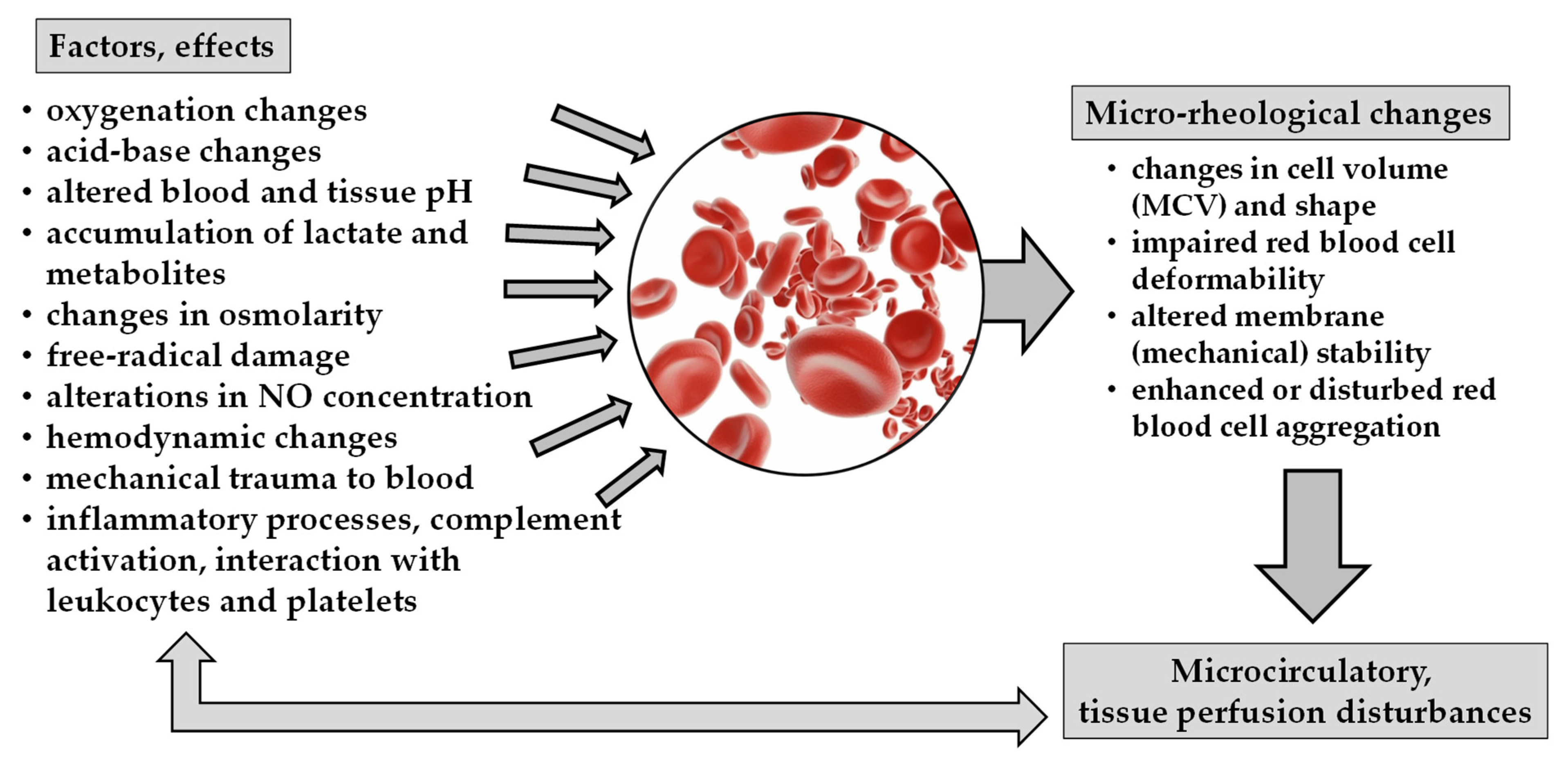 Metabolites Free FullText Hemorheological and Microcirculatory