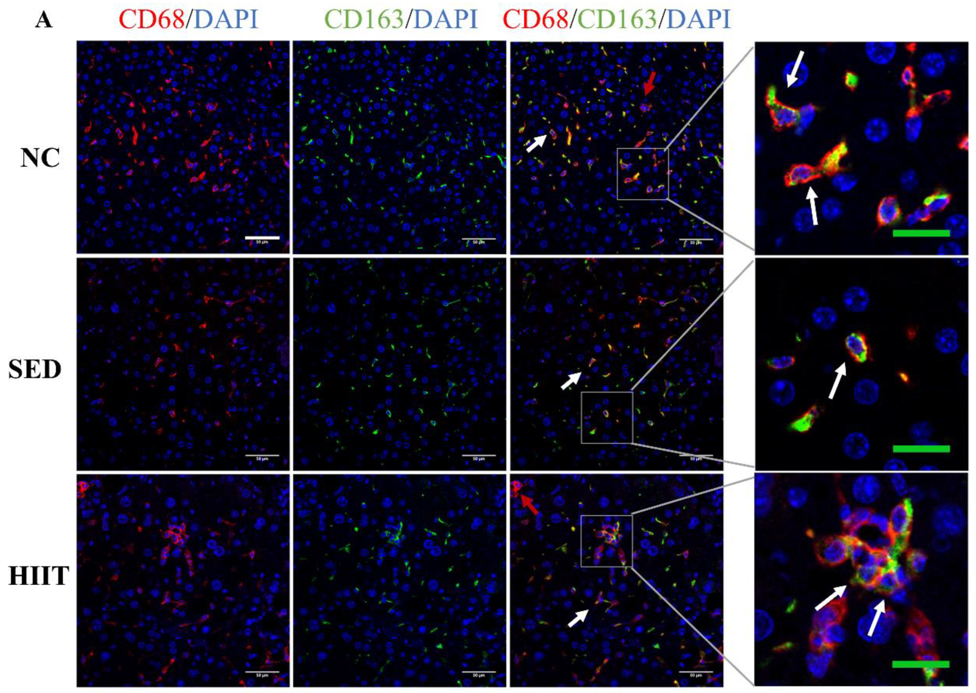 Metabolites 13 00014 g006a Metabolites 13 00014 g006a