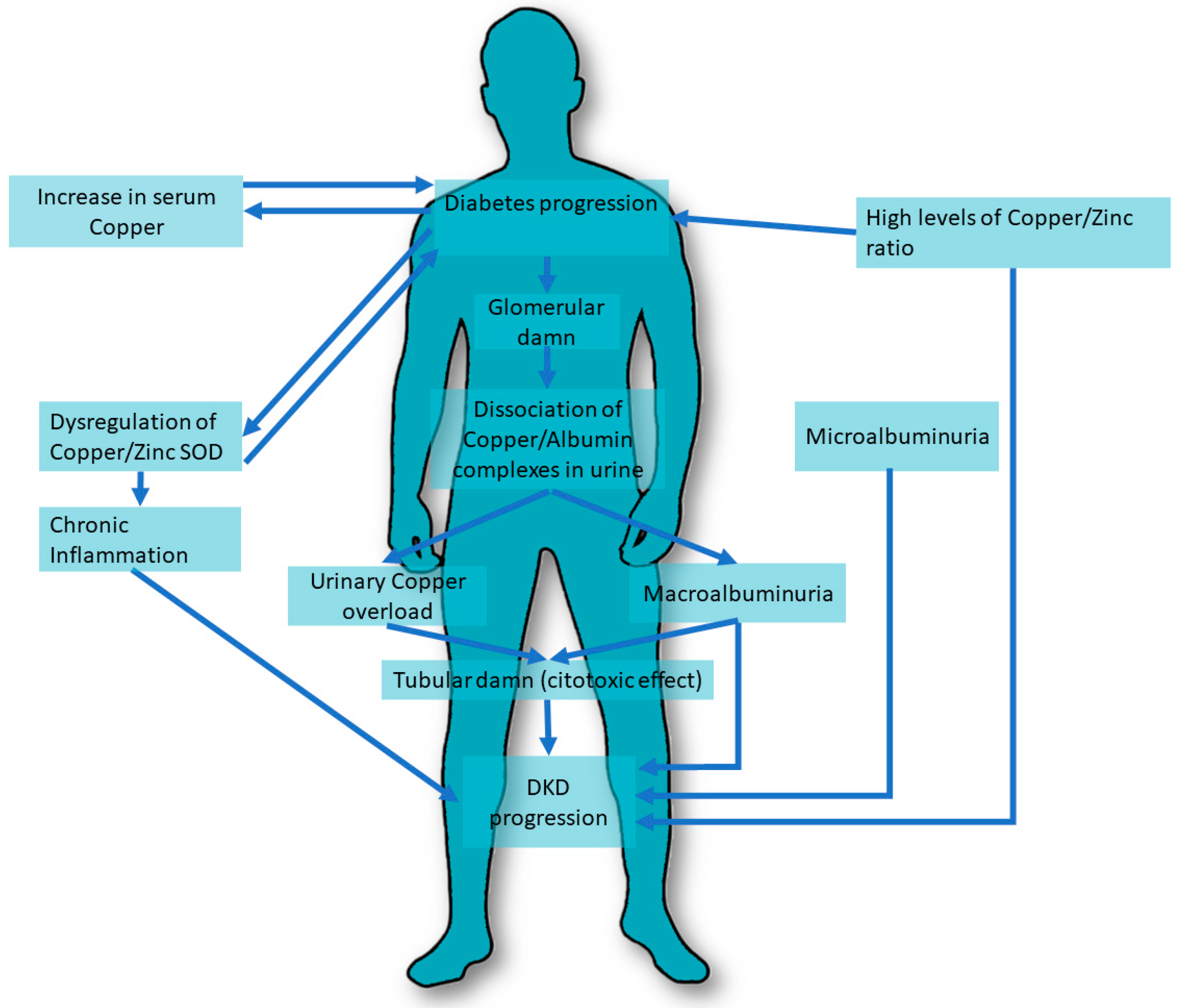 Role Of Copper In Diabetic Kidney Disease Encyclopedia MDPI