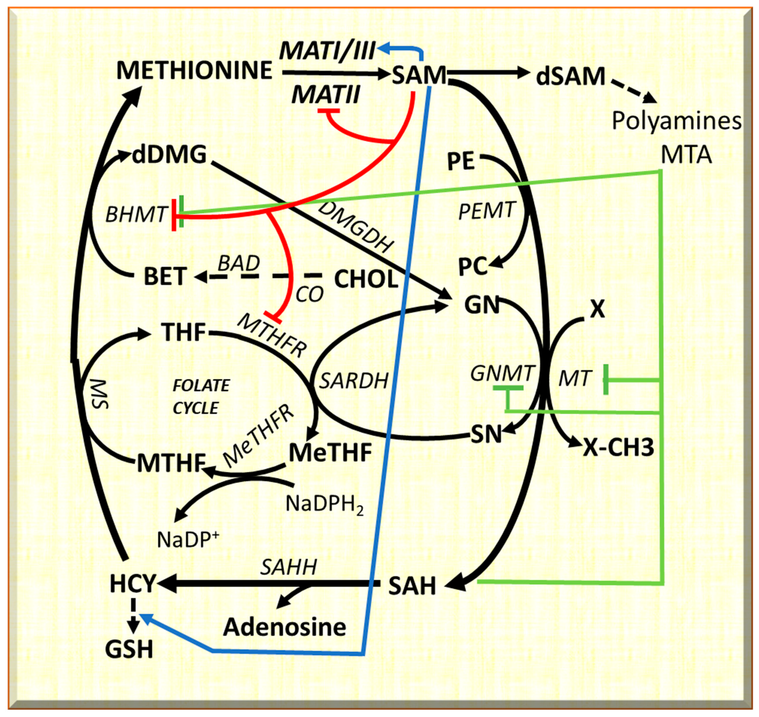 Metabolites 13 00035 g001
