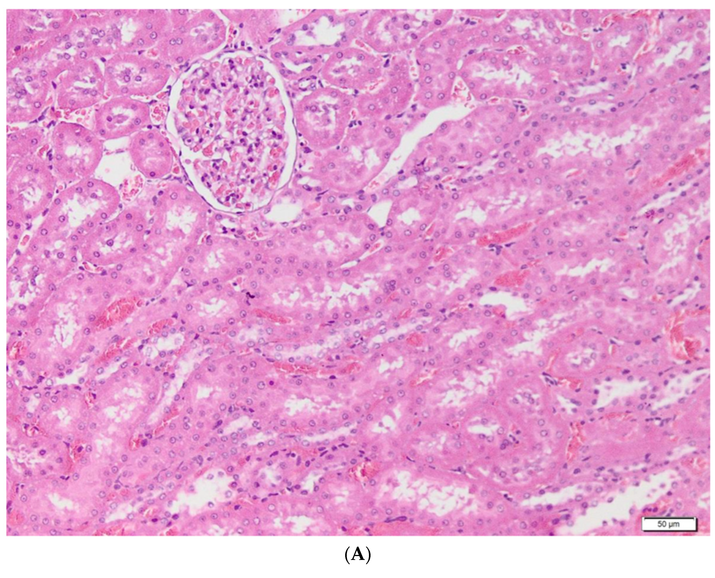 Metabolites 13 00049 g004a Metabolites 13 00049 g004a