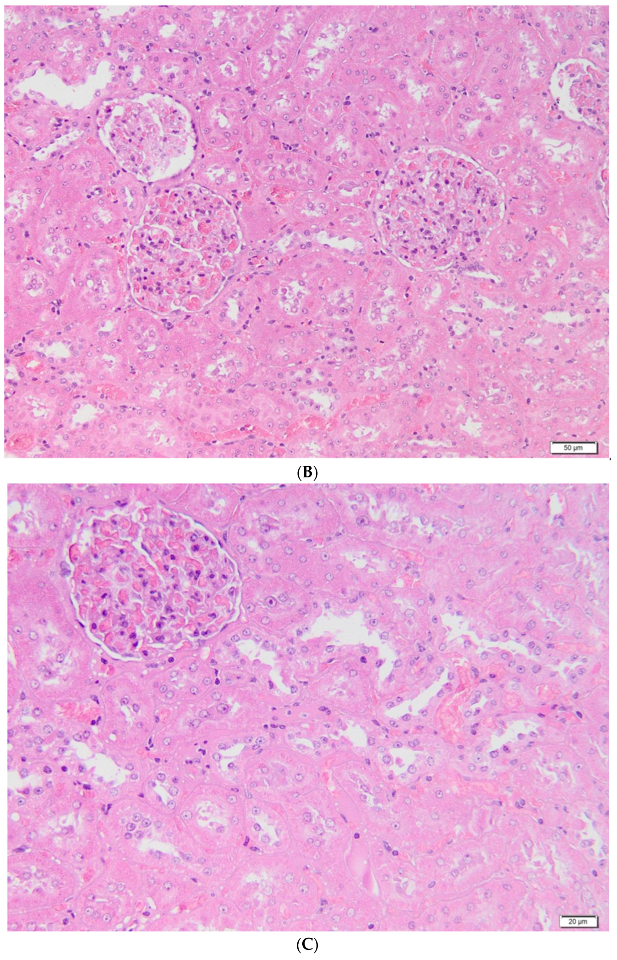 Metabolites 13 00049 g004b Metabolites 13 00049 g004b