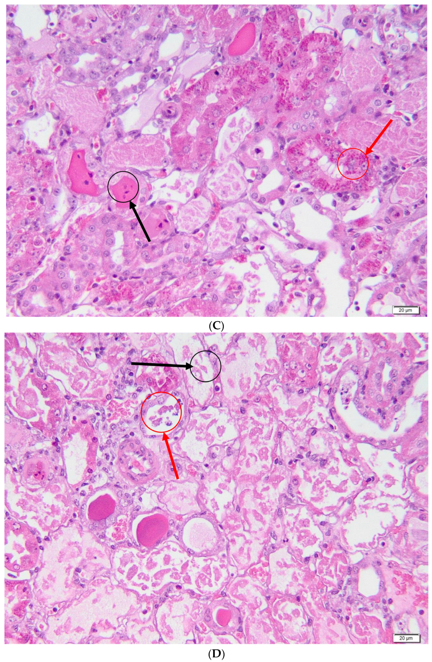 Metabolites 13 00049 g005b Metabolites 13 00049 g005b