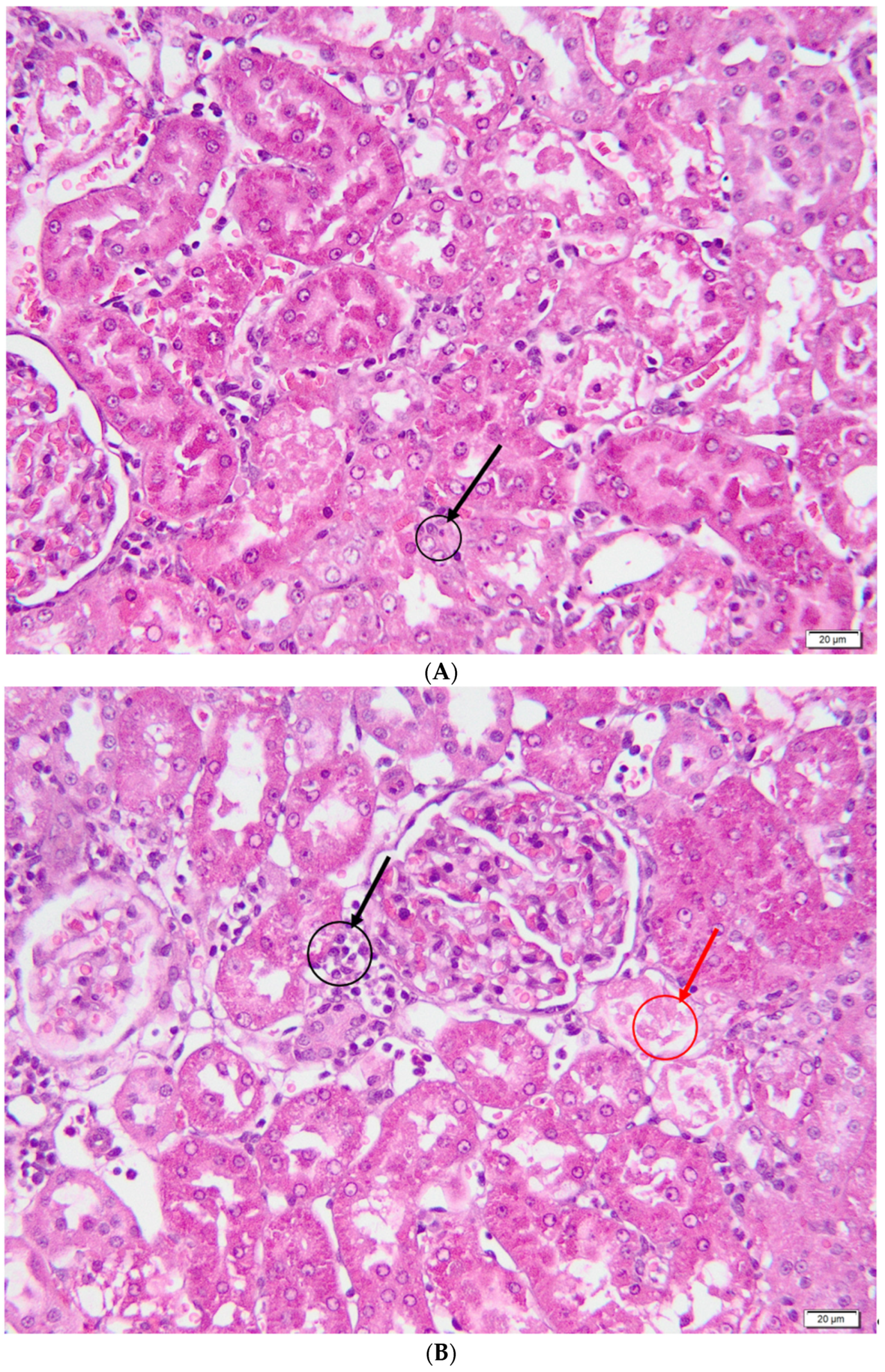 Metabolites 13 00049 g006a Metabolites 13 00049 g006a