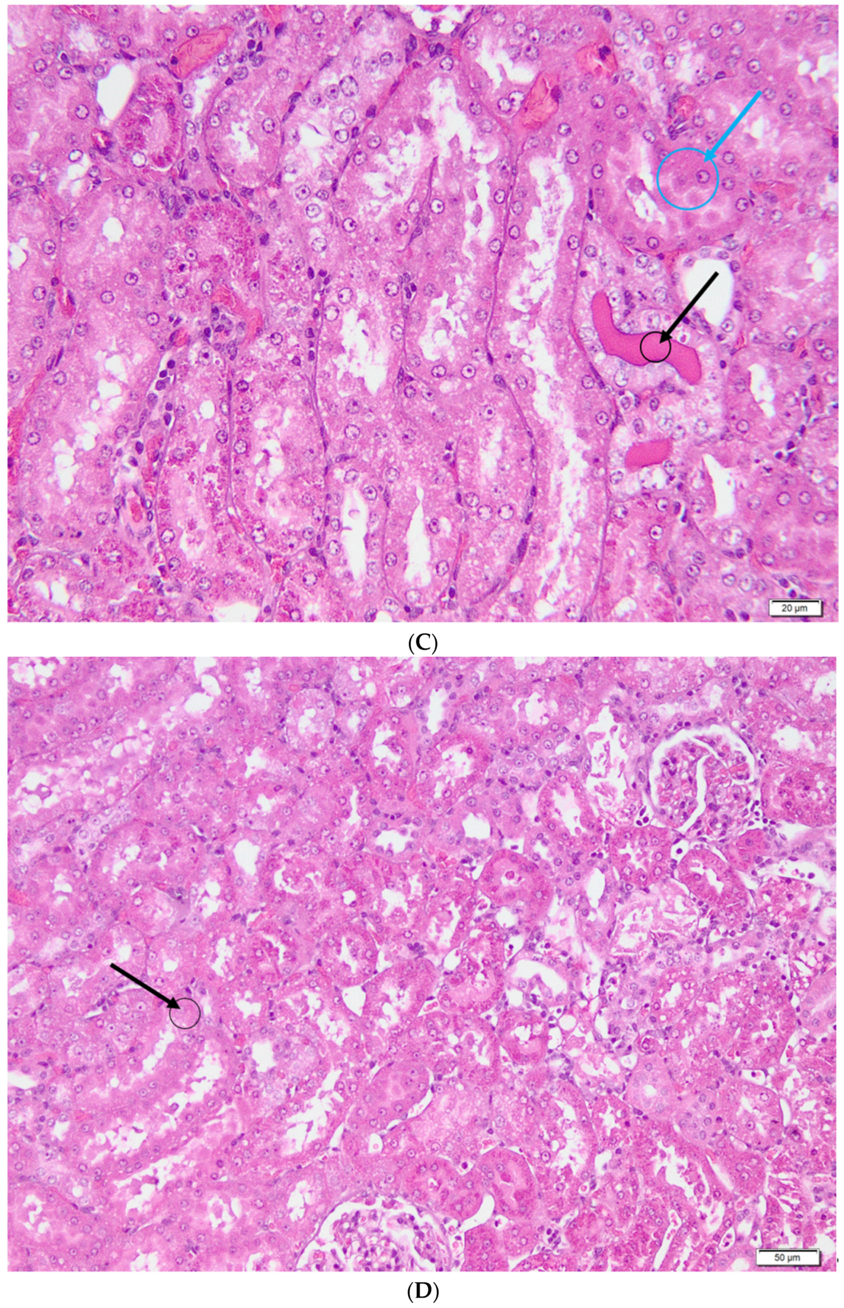 Metabolites 13 00049 g006b Metabolites 13 00049 g006b