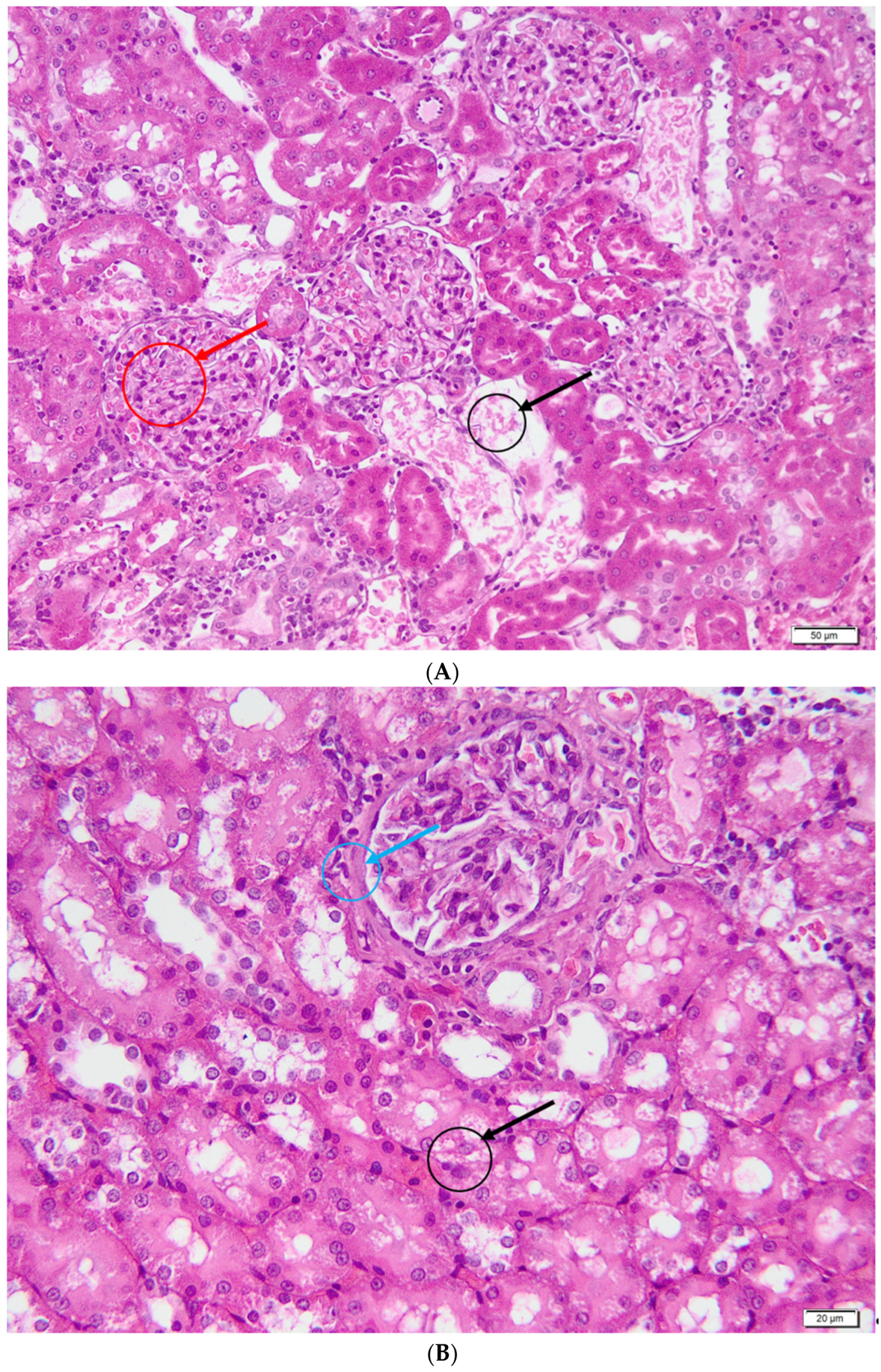 Metabolites 13 00049 g007a Metabolites 13 00049 g007a